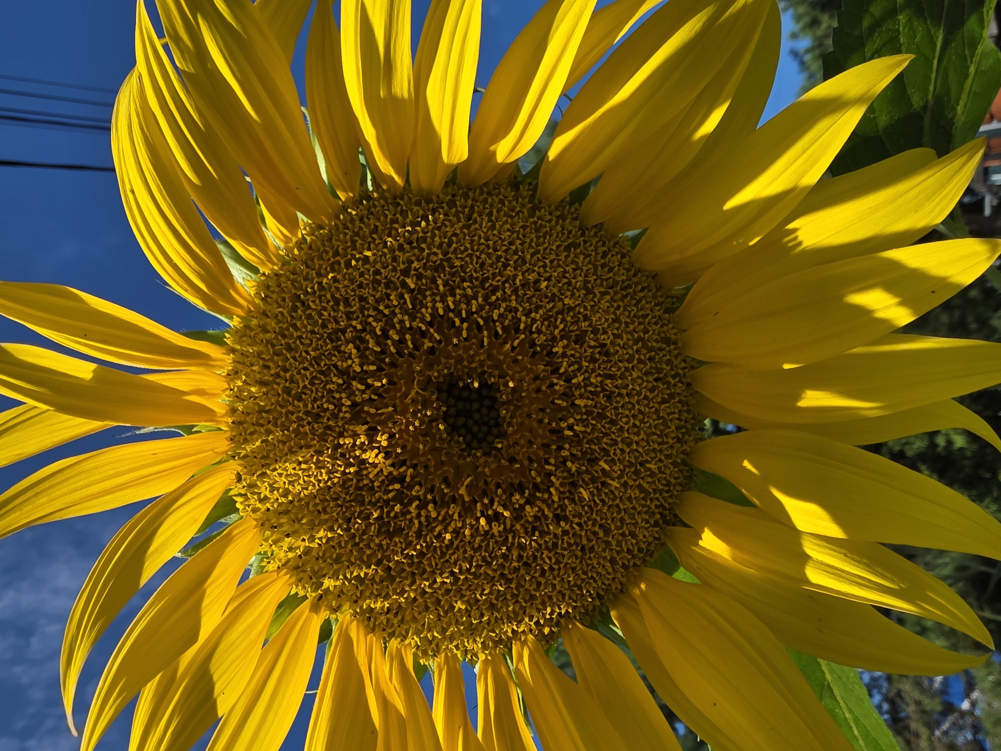 The image shows a close-up, low-angle view of a sunflower against a bright blue sky. The sunflower's petals are a vibrant yellow and are illuminated by sunlight, casting shadows on the flower's center. The center of the sunflower is a dense arrangement of small, dark seeds. In the background, there are hints of greenery and what appear to be power lines against the sky. There are no people or any specific identifiable landmarks that would indicate a location in the city of Речицы, Russia.