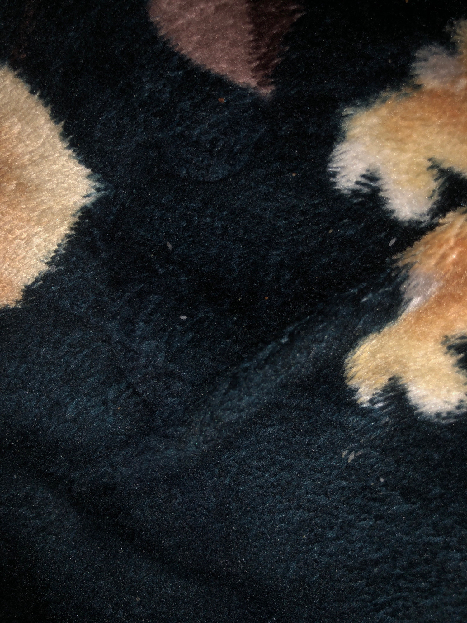 The image is a close-up, macro photograph of a dark blue, plush carpet. The carpet appears to have a patterned design with lighter colored areas of beige and brown, suggesting it may be a decorative rug. The fibers of the carpet are long and soft, creating a textured surface. There are several small, white specks visible on the dark blue areas, which could be lint, dust, or other debris. No people, actions, interactions, or specific environmental context beyond the carpet are discernible. The location in Saidan, Pakistan, is not visually represented in the image.