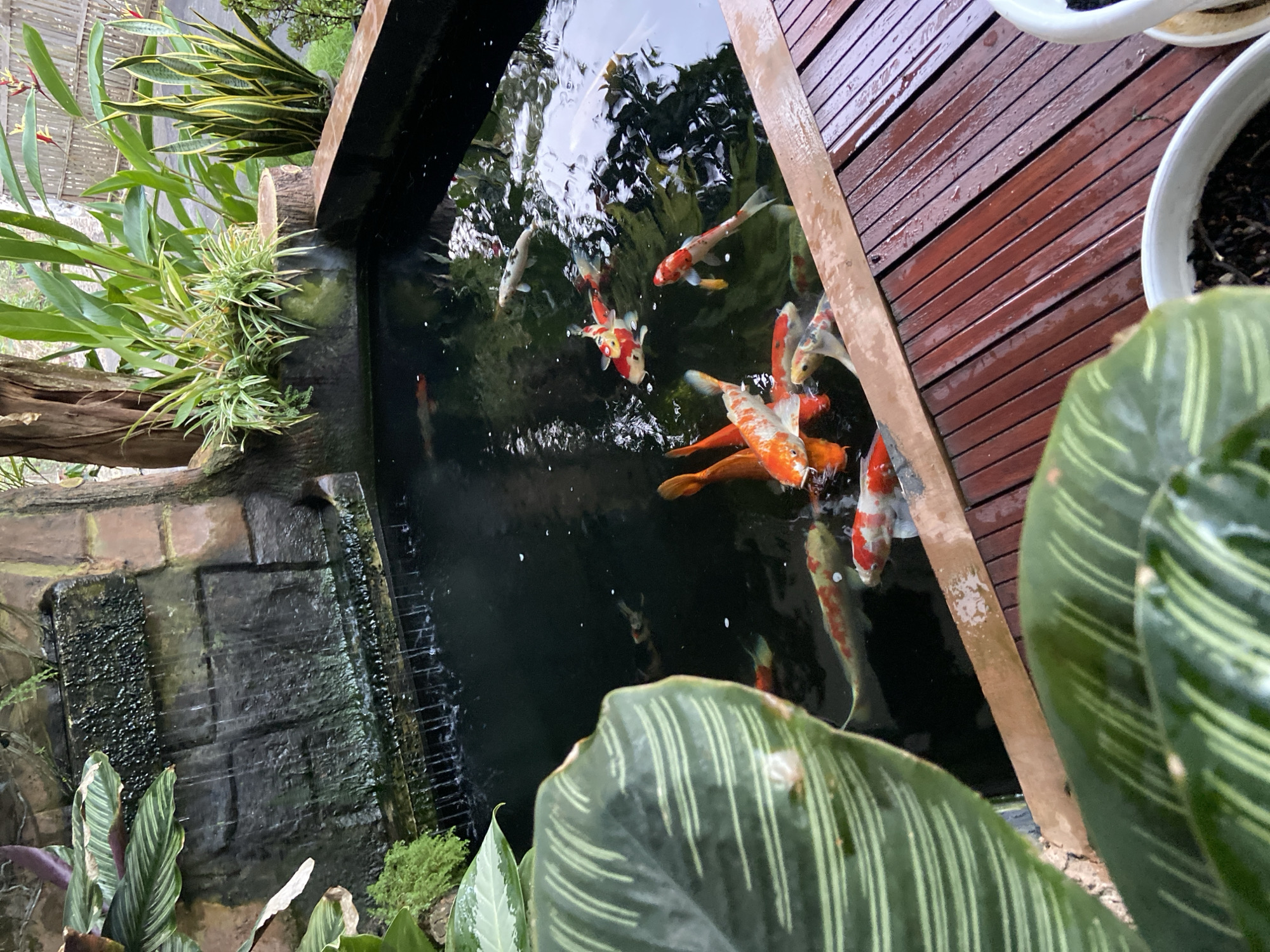 The image captures a close-up view of a koi pond located in Margorejo, Indonesia. The pond is surrounded by lush greenery, including large, striped leaves in the foreground and various potted plants and trees in the background. A small, artificial waterfall cascades down a textured rock wall into the dark water. Several koi fish, distinguished by their vibrant orange, white, and black markings, swim within the pond. The pond's edge is bordered by a wooden deck made of dark red planks. The overall scene suggests a tranquil, naturalistic setting, likely a garden or outdoor recreational space within Margorejo. There are no people visible in the image.