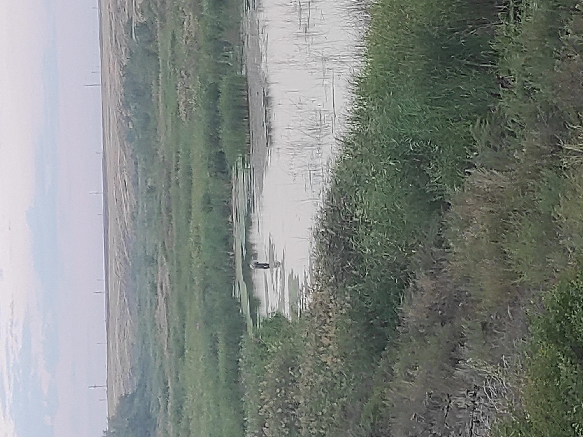 A person is standing in a body of water, partially submerged, with reeds growing around them. The water is murky and reflects the overcast sky. The surrounding environment is characterized by dense green vegetation, including reeds and other marsh plants. In the distance, a flat, open landscape with scattered utility poles is visible under a hazy sky.