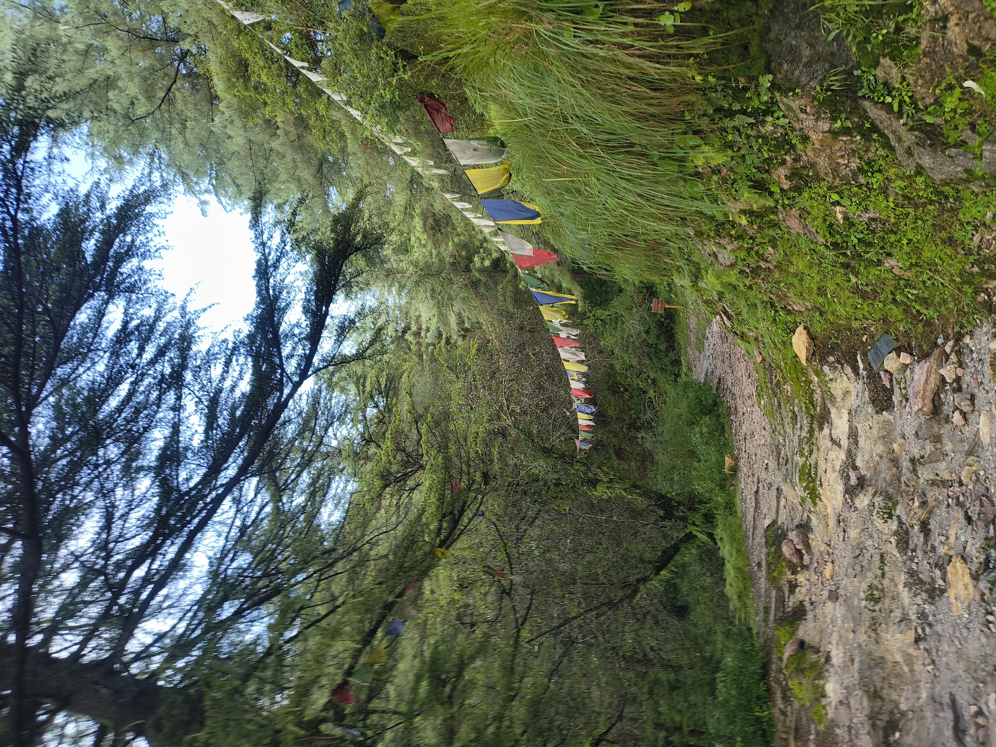 The image depicts a mountainous forest trail in the city of Hamni, India. Prayer flags in various colors, including white, yellow, blue, and red, are strung across the path, leading into the dense, green foliage. Tall pine trees dominate the landscape, with sunlight filtering through their branches. The ground is a mix of gravel and rocks, with patches of moss and small plants growing along the sides of the path. A small wooden signpost is visible in the distance on the left side of the trail. The overall scene conveys a sense of tranquility and spiritual atmosphere.