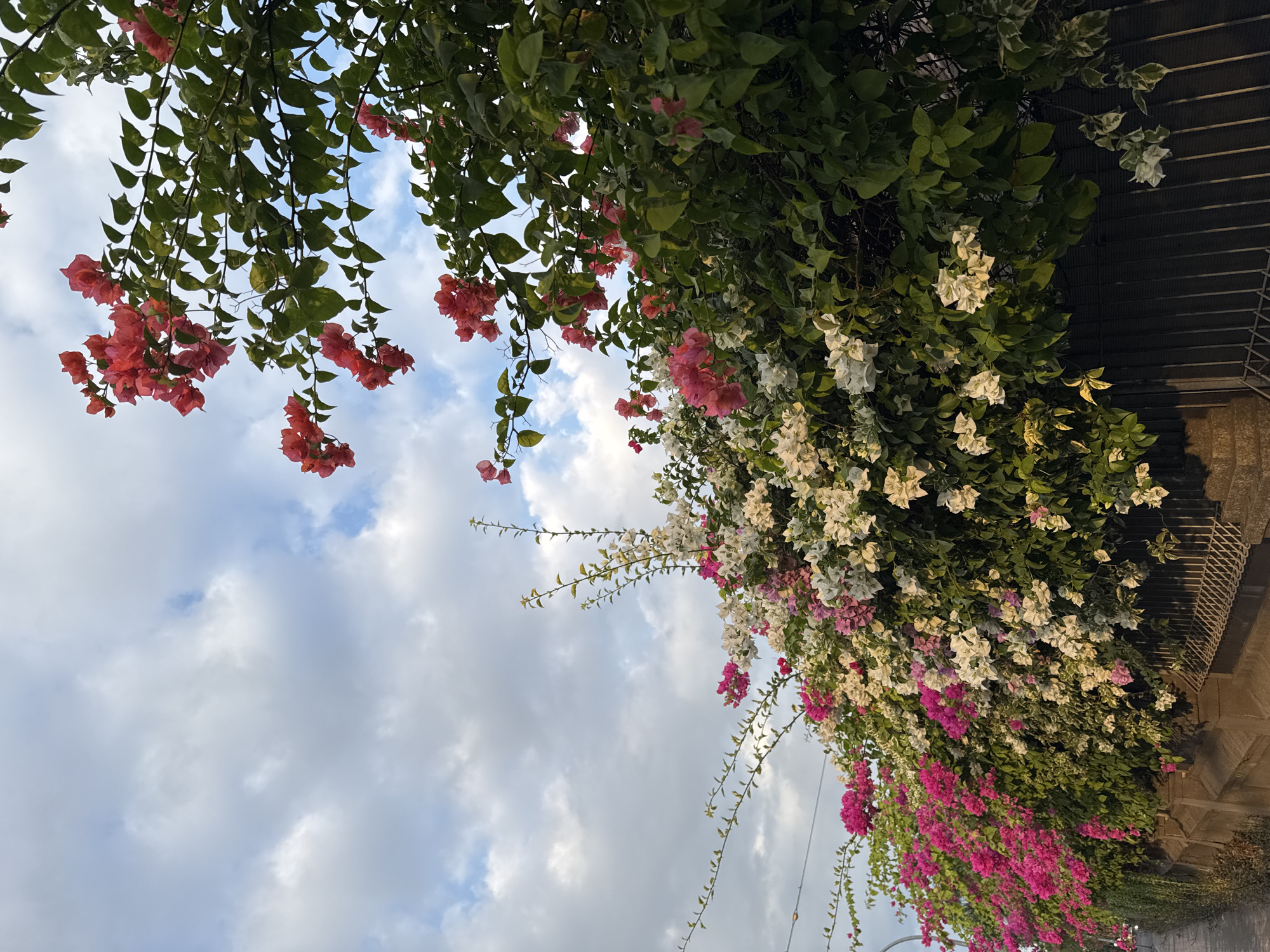 In Kuta, Indonesia, a dense wall of bougainvillea flowers, featuring vibrant pink, white, and coral blooms, cascades over a weathered concrete fence. The flowers are set against a backdrop of lush green foliage and a cloudy sky. To the left, a sidewalk and a street light are partially visible, suggesting an urban setting. The composition focuses on the colorful flora, with the fence and sky providing context.