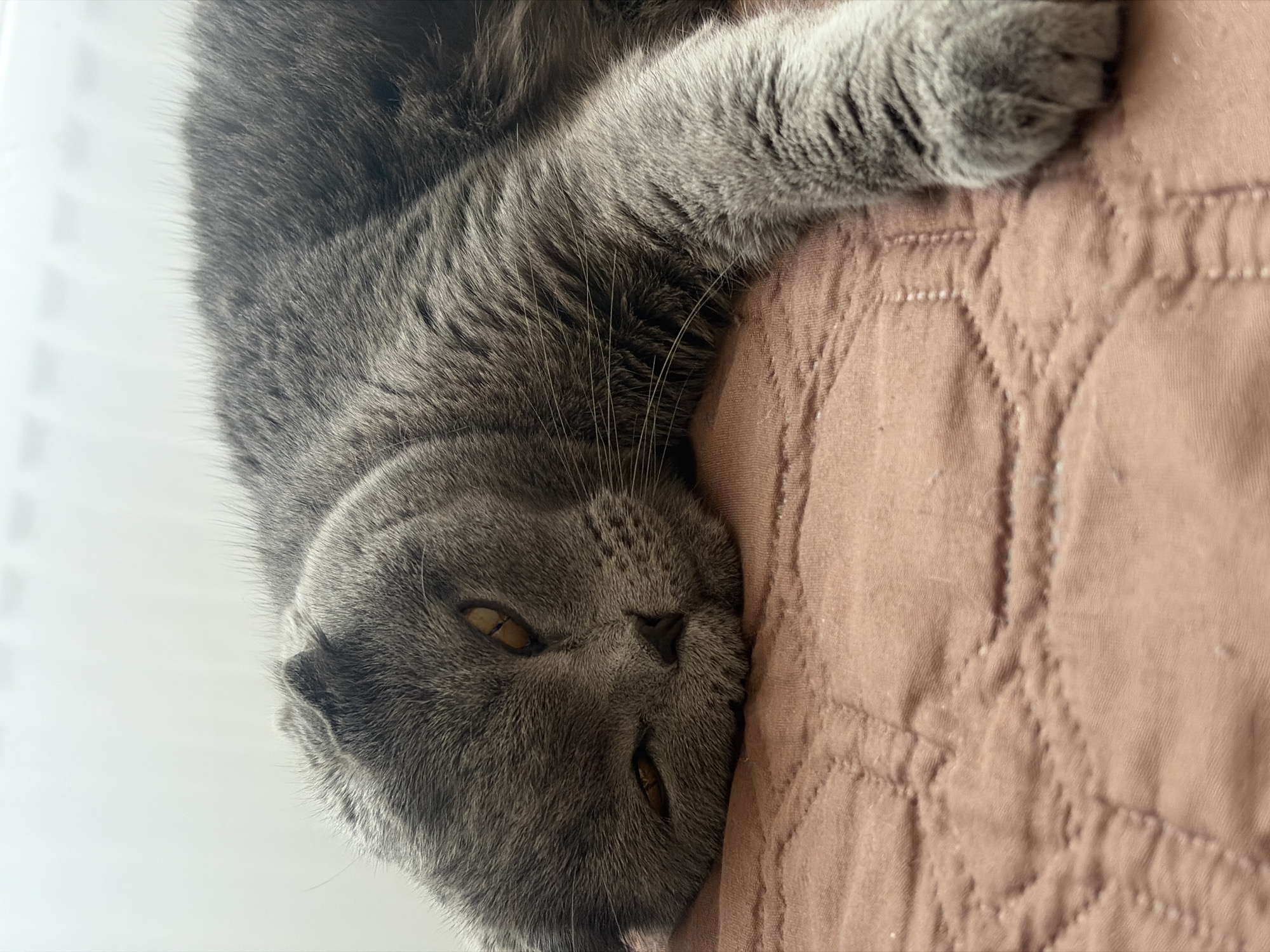 A gray Scottish Fold cat is lying on a quilted pink blanket, with its head at the bottom of the frame and its body stretching upwards. The cat's eyes are open and looking directly at the camera. The background is a white wall, suggesting an indoor setting. The location is not specified in the image, and there is no indication of the city of Saint Petersburg, Russia.