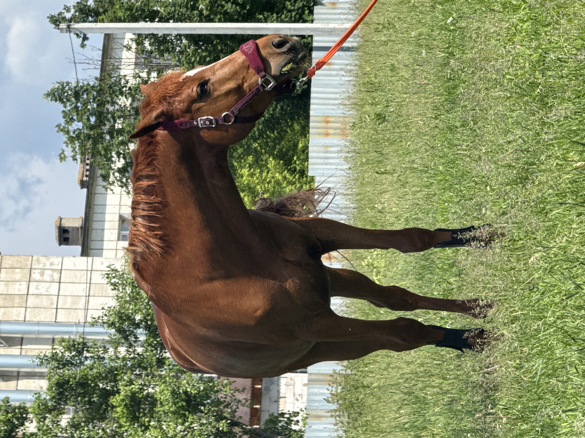 A brown horse stands in a grassy field, with buildings and trees in the background. The horse is wearing a burgundy halter and has a white marking on its forehead. An orange rope is attached to the halter and extends out of frame. The horse appears to be grazing. The setting is likely a farm or rural area.