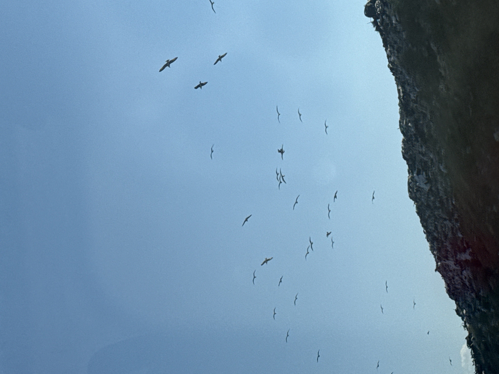 A flock of birds flies in a clear blue sky above a rocky, tree-covered hillside. The birds are scattered across the sky, some in small groups and some individually. The hillside is dark and appears to be covered in a mix of rocks and vegetation. The image is taken from a low angle, looking up at the sky and the hillside.