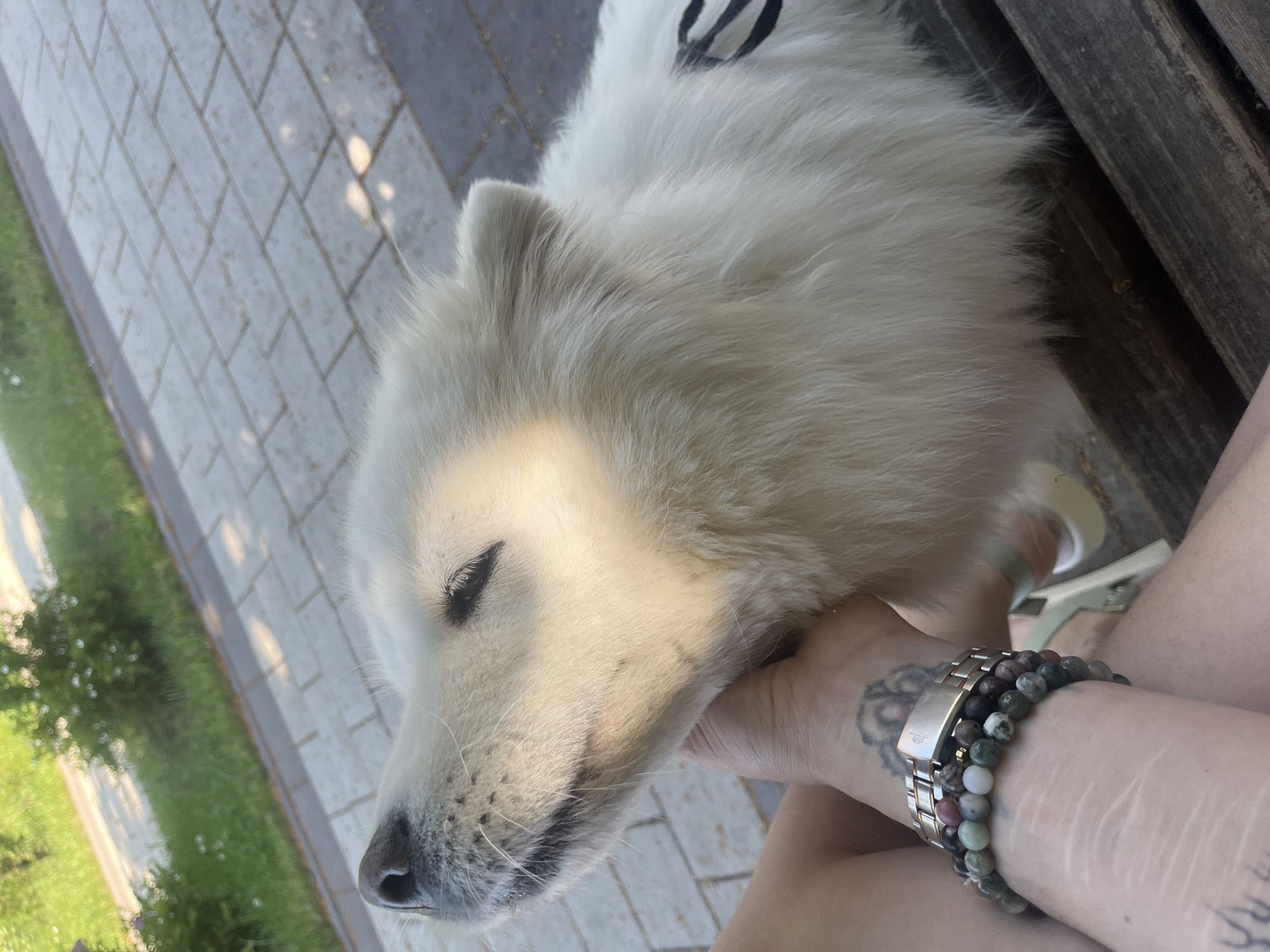 A white dog with its eyes closed is being petted by a person on a park bench. The dog's head is tilted upwards, and a person's hand is visible caressing its chin and cheek. The person has tattoos on their arm and is wearing a watch and bracelets. The background shows a paved walkway and green grass with trees. The scene is outdoors, suggesting a public park or similar setting.