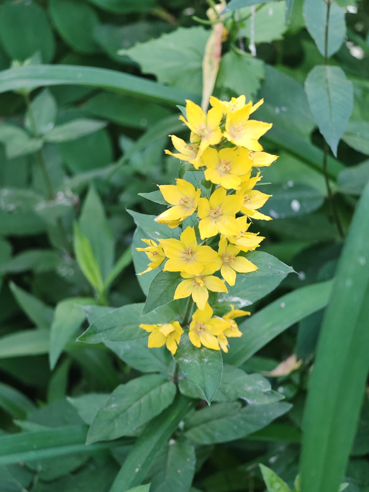 A vertical, medium shot captures a cluster of bright yellow flowers with delicate, star-shaped petals, some of which are slightly bent, on a stem. The flowers are arranged in a tall, upward-facing spike, with smaller blooms at the bottom and larger ones at the top. They are surrounded by various green leaves, some broad and flat, others more elongated and grass-like. The background consists of a soft, blurred tapestry of more green foliage, creating a natural and serene outdoor setting. The lighting is soft and even, highlighting the vibrant colors of the flowers and the lushness of the greenery. There is no indication of the specific location within a city, nor any presence of people or discernible activity.