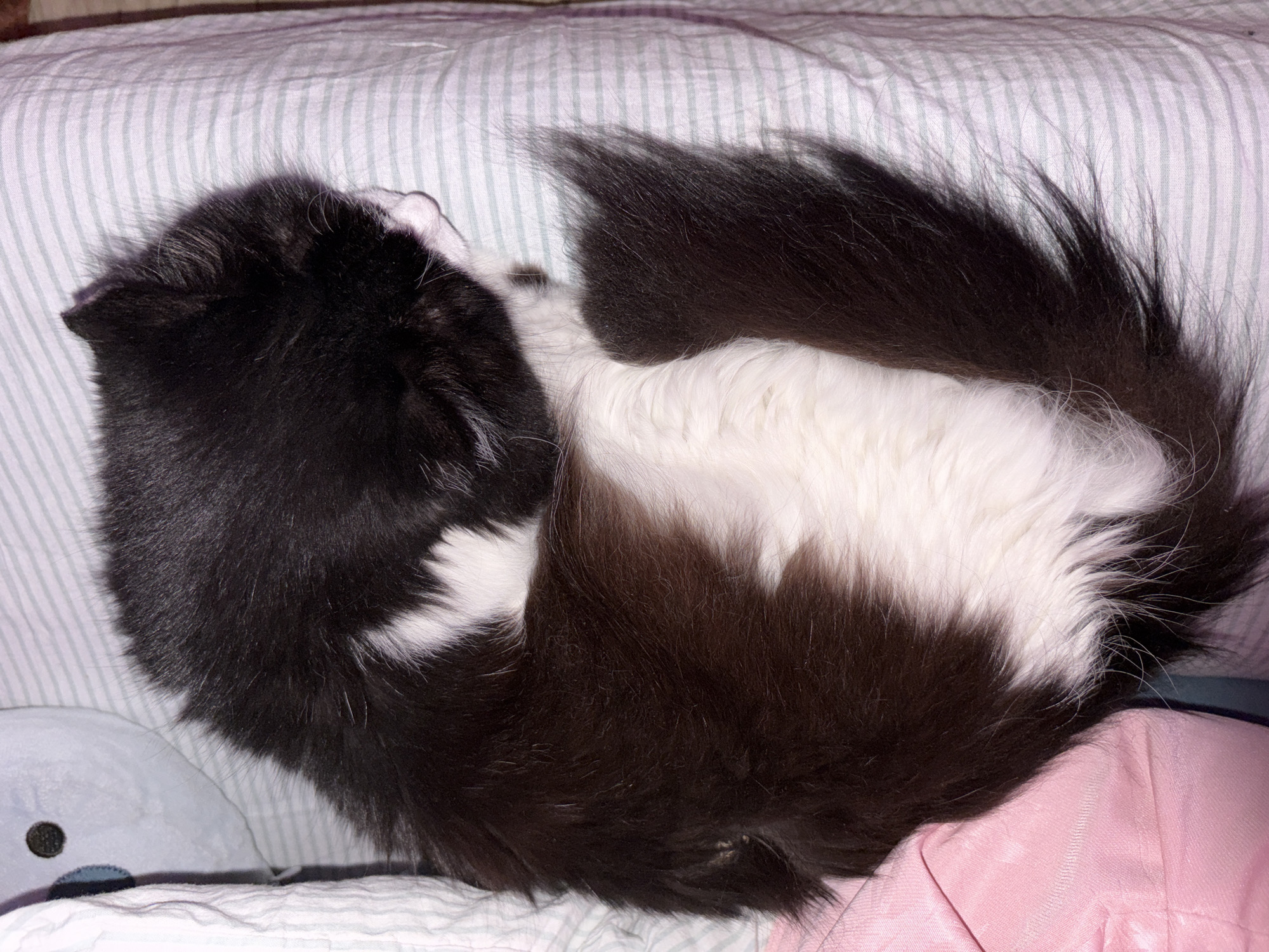 A black and white cat is curled up on a bed with striped sheets. The cat's tail is wrapped around its body. A blue plush toy is visible on the left side of the image and a pink garment is visible on the right side of the image. The location in the city of Прикамский, Russia is not determinable from this photograph.