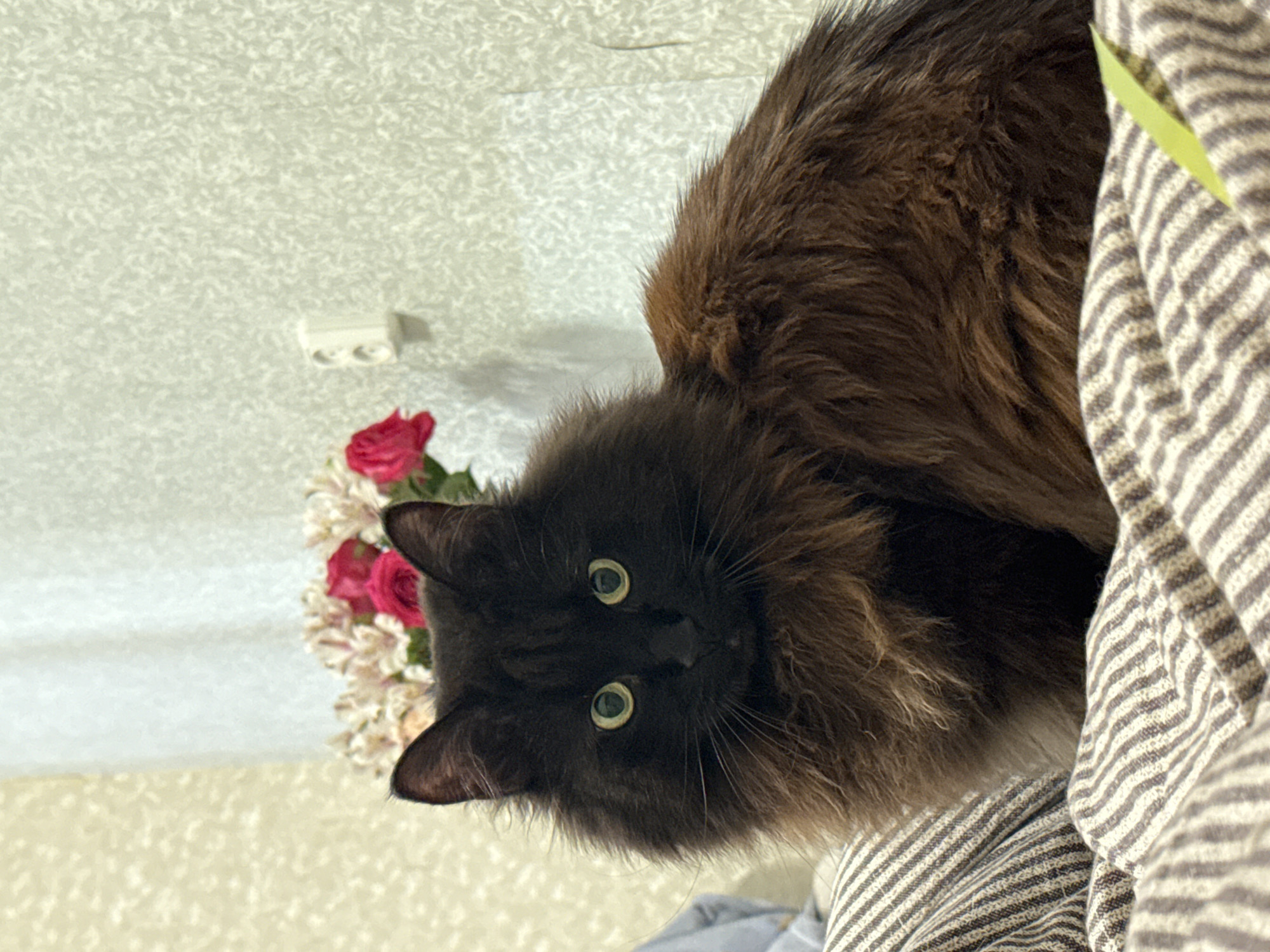 A long-haired black cat with green eyes is the central subject of the image. The cat is positioned close to a striped fabric material. Adjacent to the cat, there is a bouquet of red and white flowers. The background includes a textured, off-white surface with a white electrical outlet. The location of the city of Saint Petersburg, Russia cannot be verified from this image alone.