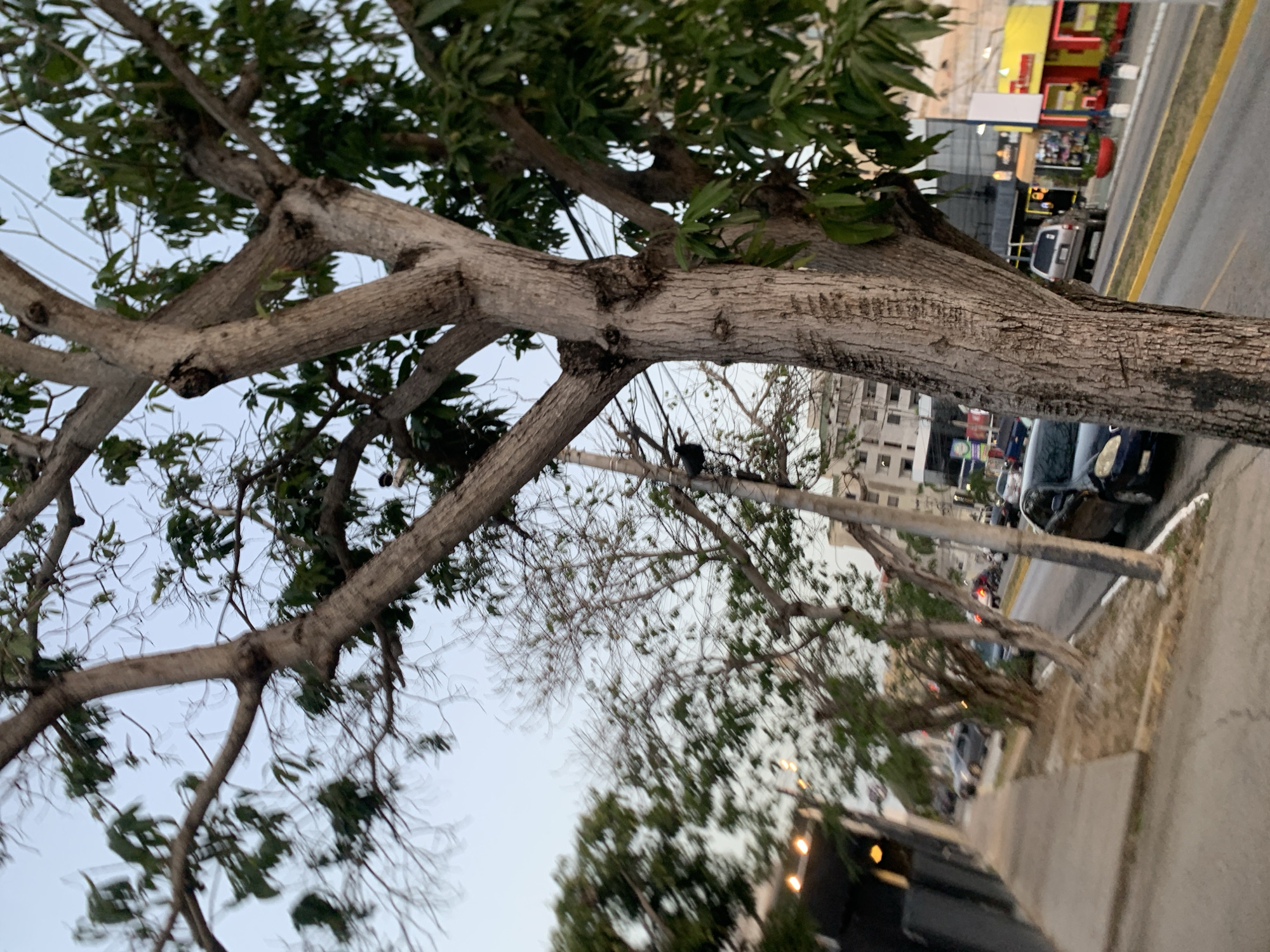 This media file presents a street scene, likely captured during dusk or late afternoon in Pampatar, Venezuela. The dominant features are several large trees with thick, textured trunks and branches, positioned in the foreground and midground. These trees have a mix of dense green foliage and some sparser, bare branches, suggesting a natural, unkempt growth.
The trees partially obscure a paved street running parallel to the viewer, complete with a distinct yellow median line. Numerous vehicles are visible on the street, including a silver SUV prominently featured in the midground and parts of a dark-colored car closer to the viewer. Other vehicles are less distinct in the background. Beyond the street, a line of commercial buildings with vibrant facades, notably yellow and red, line the roadside. A utility pole and overhead wires are also discernible among the tree branches. The sky is a light, diffused grey, indicative of either an overcast day or the soft lighting of twilight. No legible text is visible within the image.