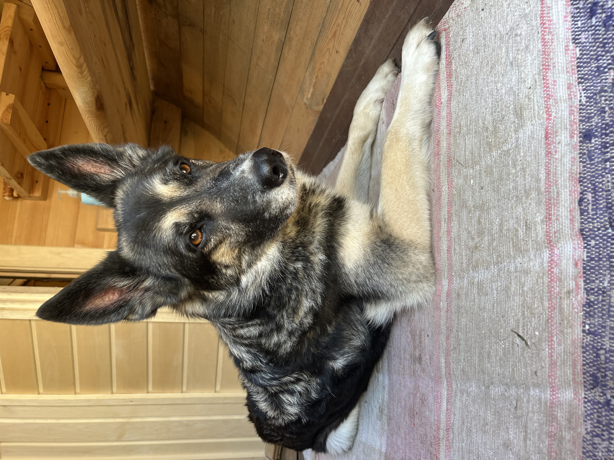 An adult mixed-breed dog with black, tan, and grey fur is lying on a striped rug on a wooden porch. The dog is looking to the right with its head slightly tilted. The background consists of wooden walls and shelves. The setting appears to be an outdoor, possibly rural, environment. There are no people or other animals visible. The image was taken in Nizhny Tagil, Russia.