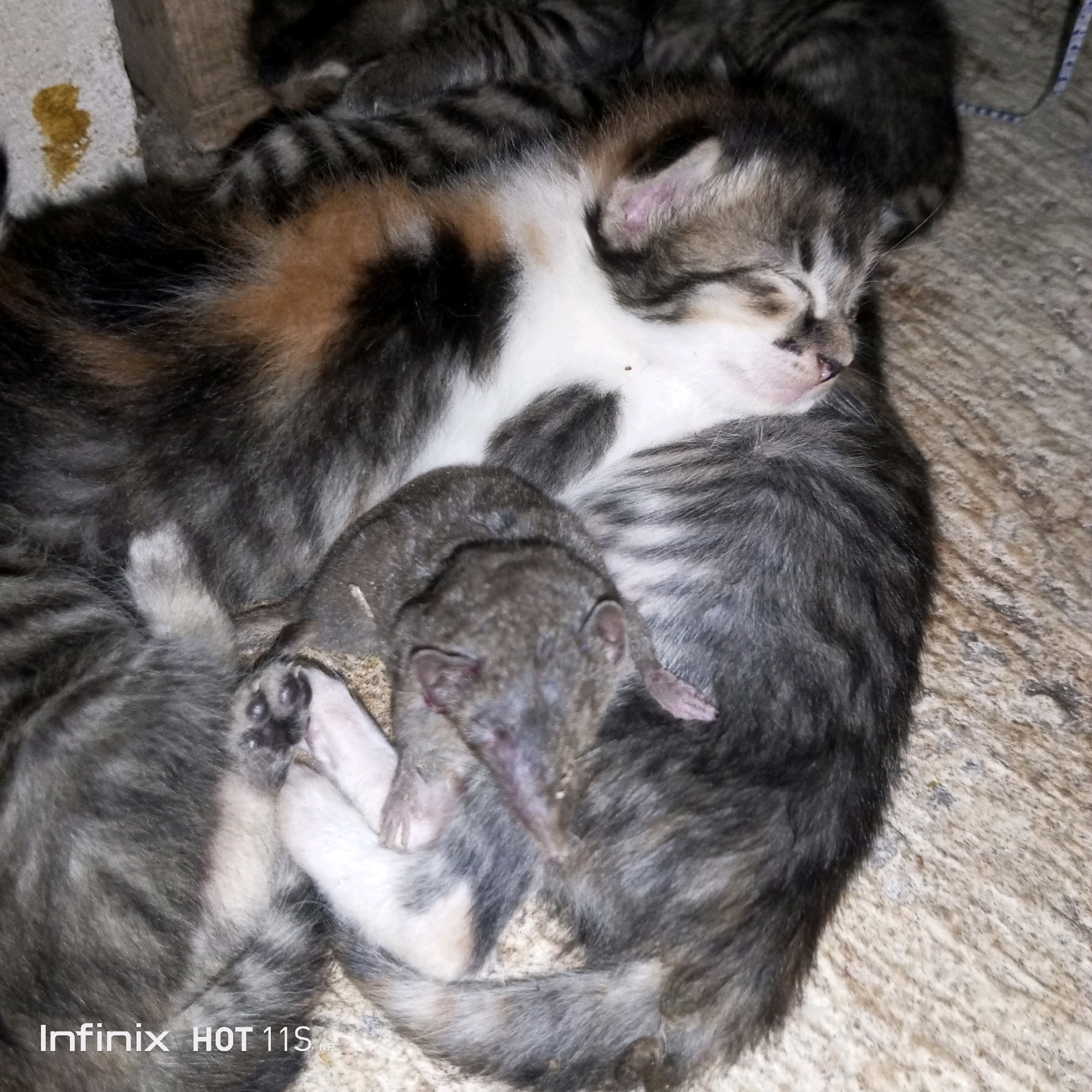 In Sukaslamet, Indonesia, a close-up image captures a group of young kittens nestled together on a rough, concrete surface. The kittens, predominantly grey tabby with patches of orange and white, appear to be sleeping or resting. One kitten, positioned centrally, displays a tricolor pattern of black, orange, and white fur. Another kitten in the foreground has a predominantly grey coat with darker tabby stripes. Beneath the central kittens, a very young, grey, leathery-skinned creature, possibly a shrew or a similar small mammal, is partially visible. Its eyes are closed, and its small limbs are tucked in. The overall scene is one of a communal resting place for these young animals, set against the backdrop of a typical outdoor urban environment. The Infinix HOT 11S watermark is present in the lower left corner of the image.