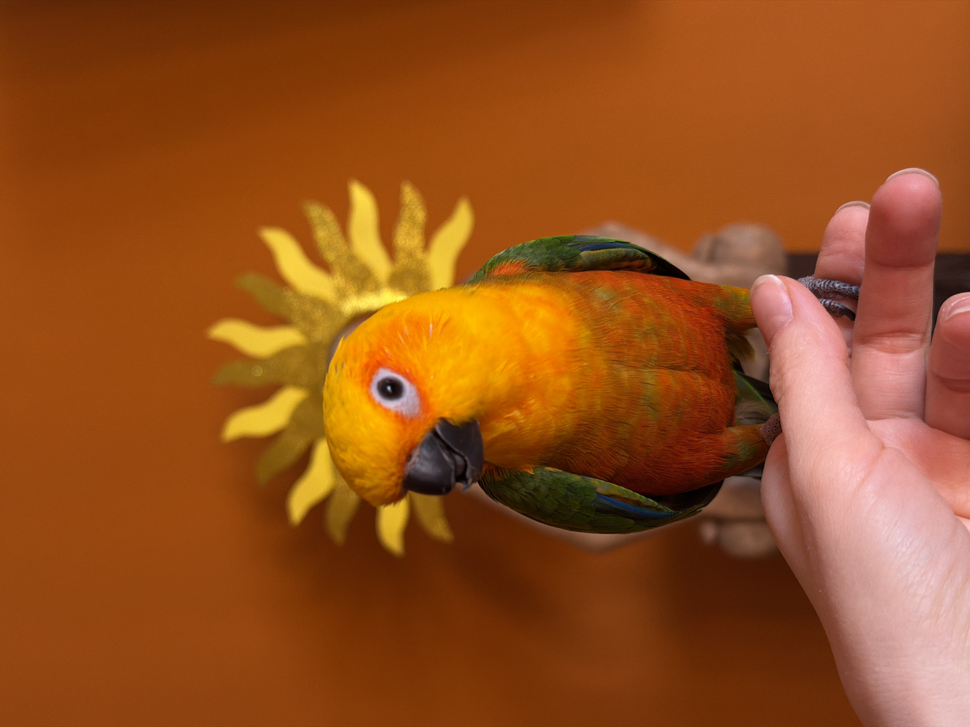 A vividly colored orange, green, and yellow parrot rests on a person's hand. The bird's dark beak is prominent, and its eye is visible. Behind the parrot is a stylized yellow sun decoration. The background is a solid brown color. The parrot's claws are wrapped around the person's fingers. The scene is not explicitly identifiable to Khimki, Russia, from the provided image alone.