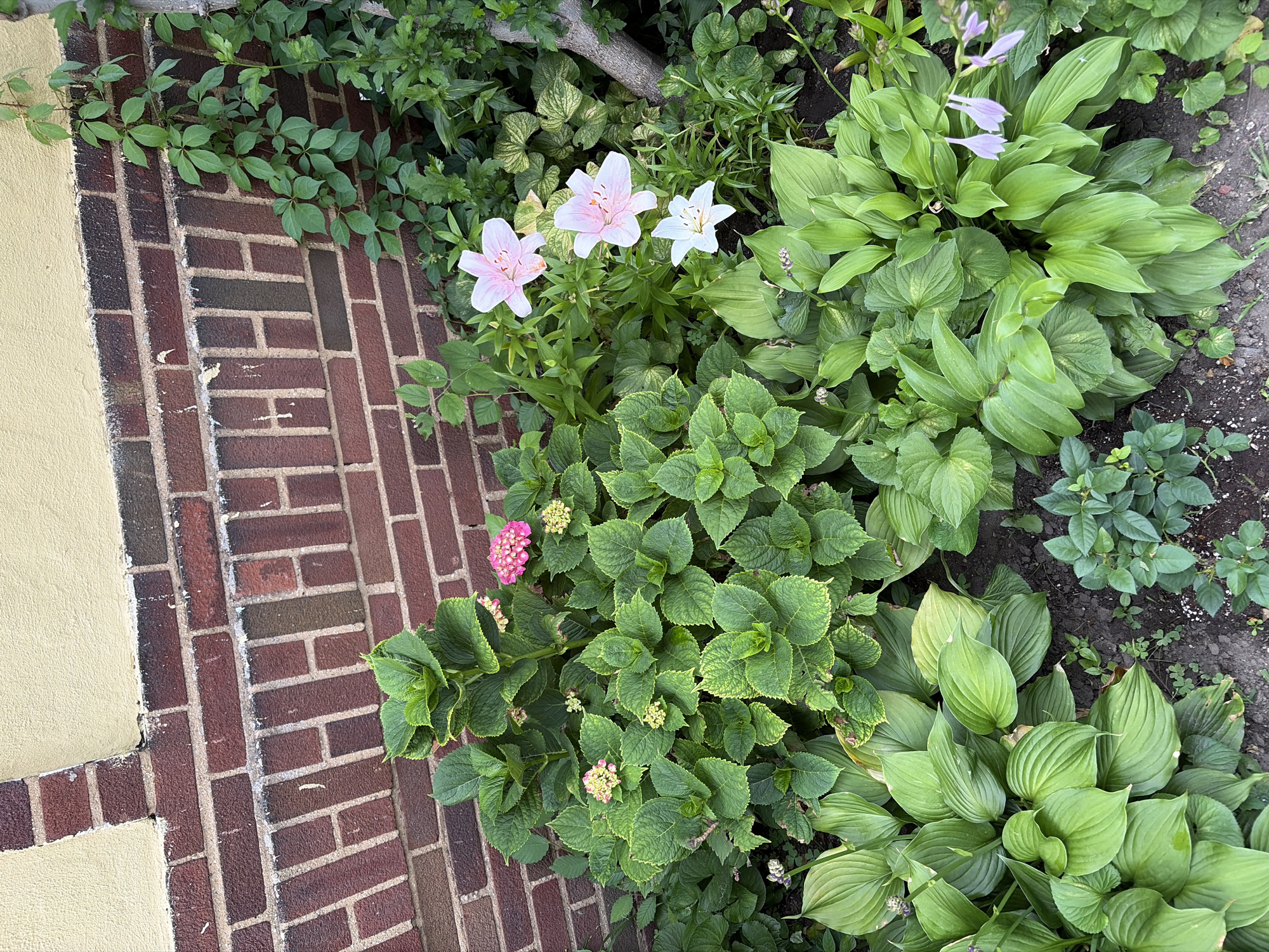 In a garden bed against a brick wall, a variety of plants are in bloom. In the foreground, several large hosta plants with broad, green leaves dominate the space. To the left, a hydrangea bush displays clusters of small pink flowers and developing buds. In the center and right of the frame, lilies with delicate pink and white petals are in full bloom, with a single white lily at the bottom right. Behind these, other greenery and a tree branch are visible. The brick wall behind the plants is made of dark red bricks with white mortar, and a yellow stucco section is visible at the top. The scene is set in an outdoor urban environment.