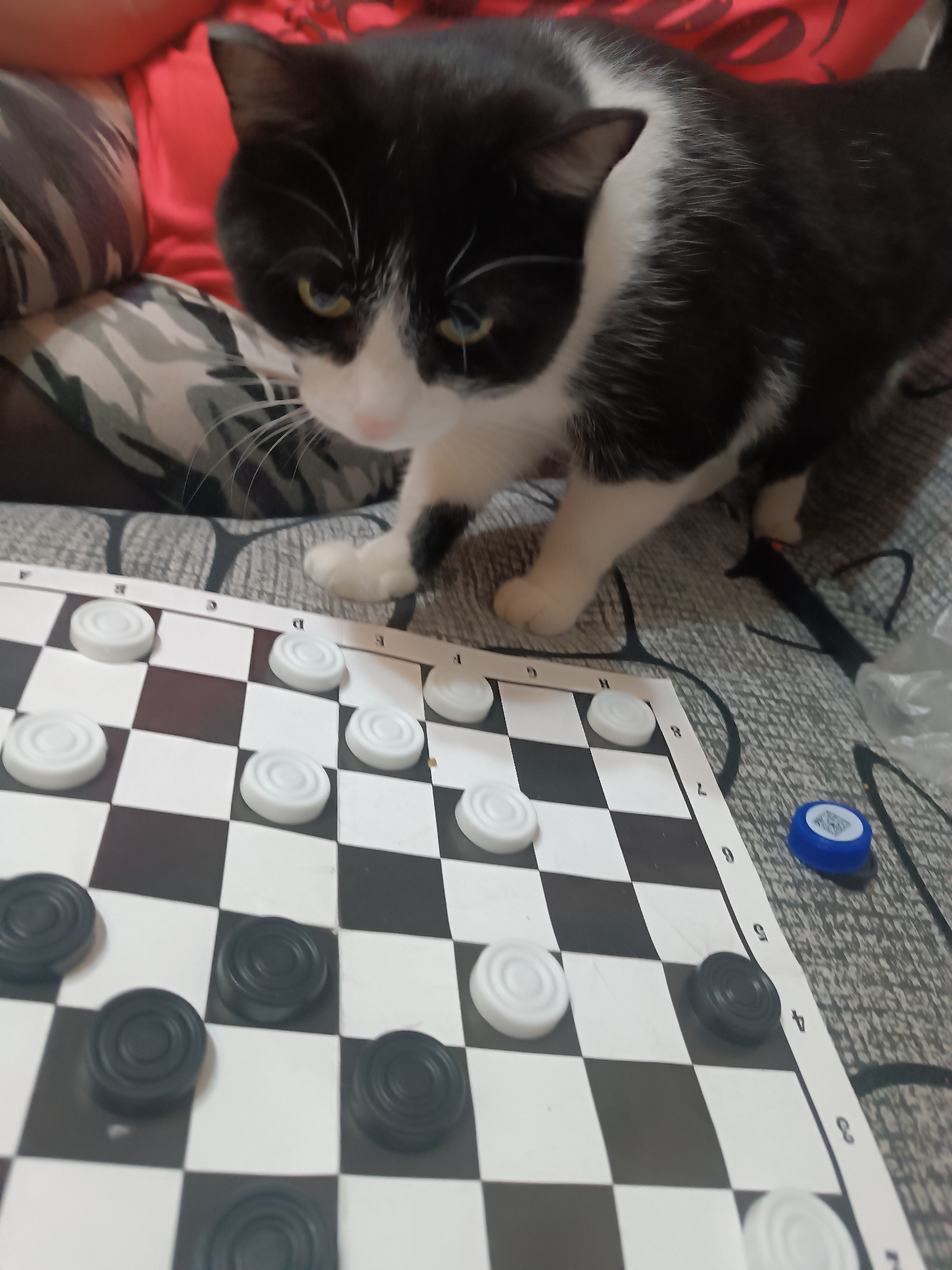 A black and white cat is positioned near a checkers game in progress. The game is set on a checkered board with white and black pieces arranged in play. A blue bottle cap rests near the edge of the board. A person wearing a red shirt and camouflage pants is situated in the background. The location is Chaikovsky, Russia.