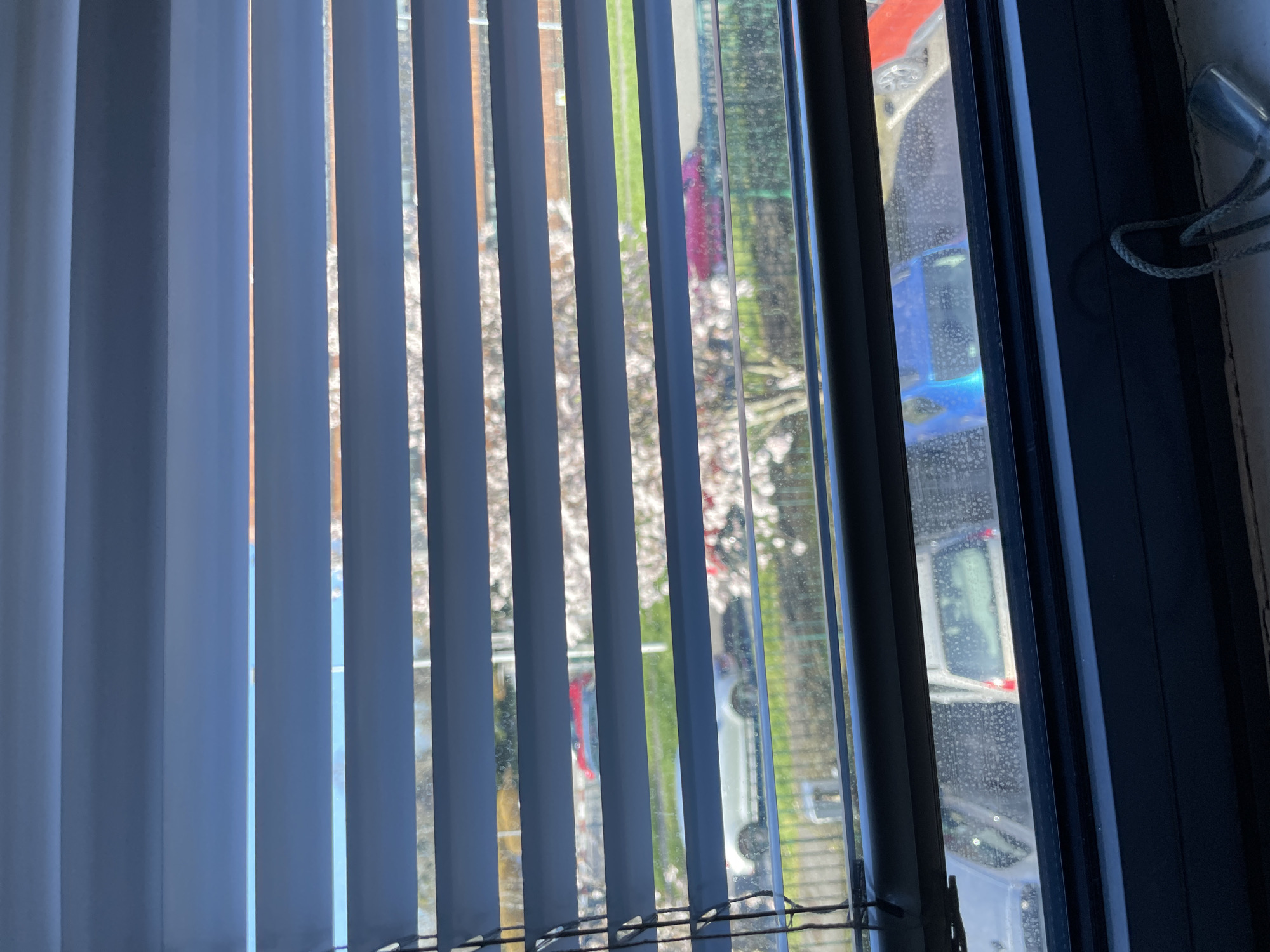 The image presents an exterior view of Montigny-le-Bretonneux, France, observed through a partially open window fitted with horizontal grey venetian blinds. The upper frame consists primarily of the blinds, with narrow horizontal gaps revealing a bright blue sky and distant, indistinct structures. The lower section displays a dark window frame, a clear glass pane exhibiting visible water spots or residue, and a white window sill on which a coiled white blind cord with a grey stopper is resting.
Beyond the window, an outdoor environment is visible under natural daylight. A parking area occupies the mid-ground, containing several parked vehicles; identifiable colors include a white sedan on the left, a silver hatchback in the center, a blue car partially visible at the bottom right, and a red car. A strip of green grass or foliage separates the parking from a dark metal fence. Beyond the fence, a line of trees densely covered in white and pink blossoms, characteristic of flowering deciduous trees in spring, is prominent. No individuals are visible. The overall scene indicates daytime with clear weather.