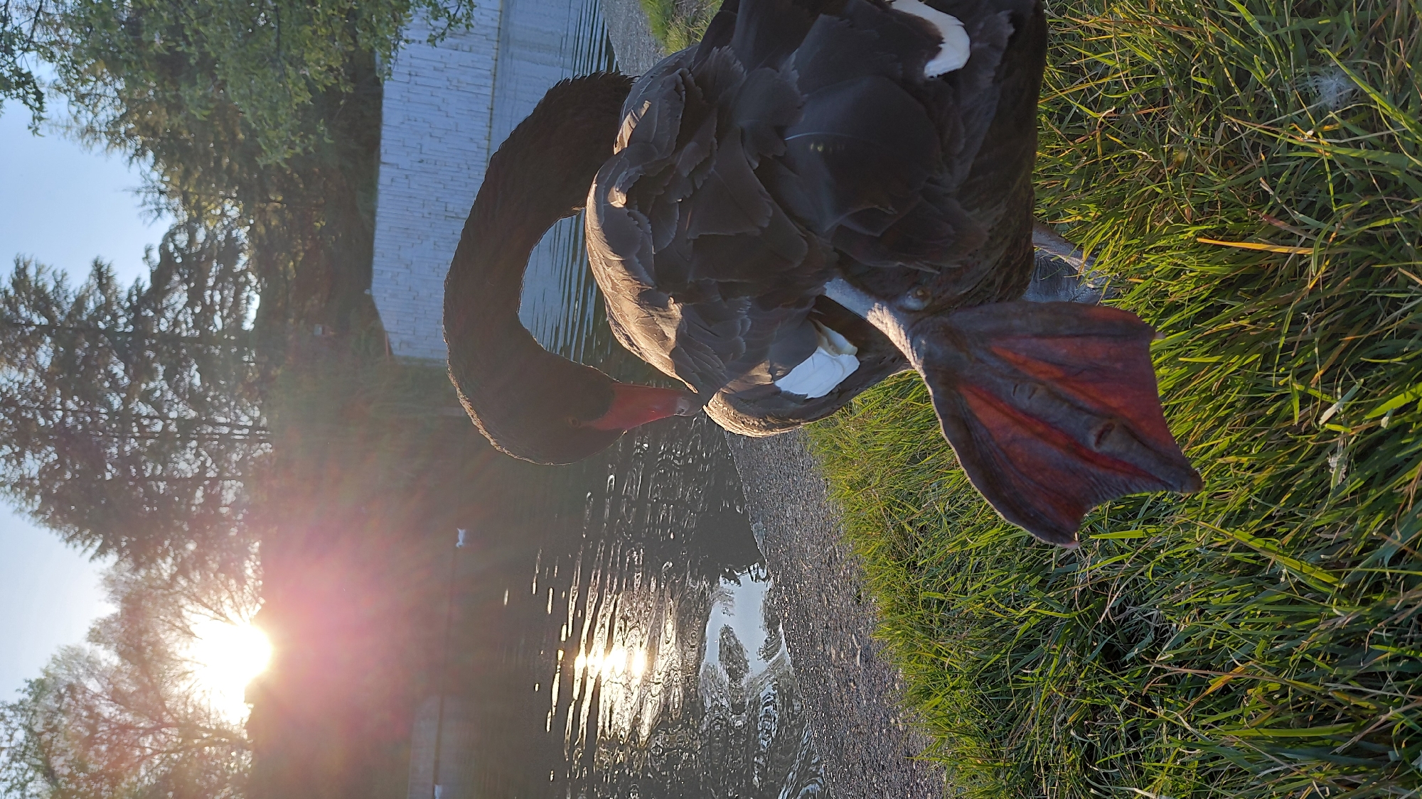 A black swan stands near water and grass. The swan is predominantly black with some white feathers visible. Its red beak touches the water. The swan's webbed foot rests on green grass. Sunlight reflects off the water's surface. Trees are visible in the background.