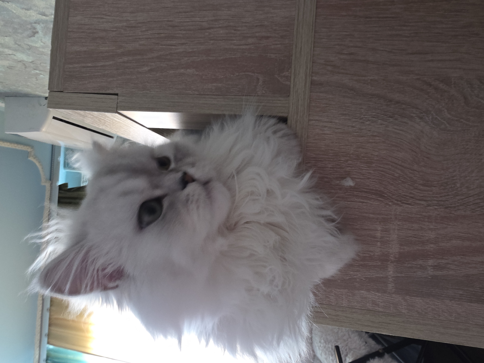 A fluffy white cat is perched on a wooden shelf, looking to the right. The cat has green eyes and its fur is long and disheveled. The background shows a window with light-colored curtains and a portion of an air conditioner unit. The wooden shelf has a wood grain texture. The image is taken from a low angle, looking up at the cat. The scene is likely indoors, possibly in a residential setting in Novocheboksarsk, Russia.