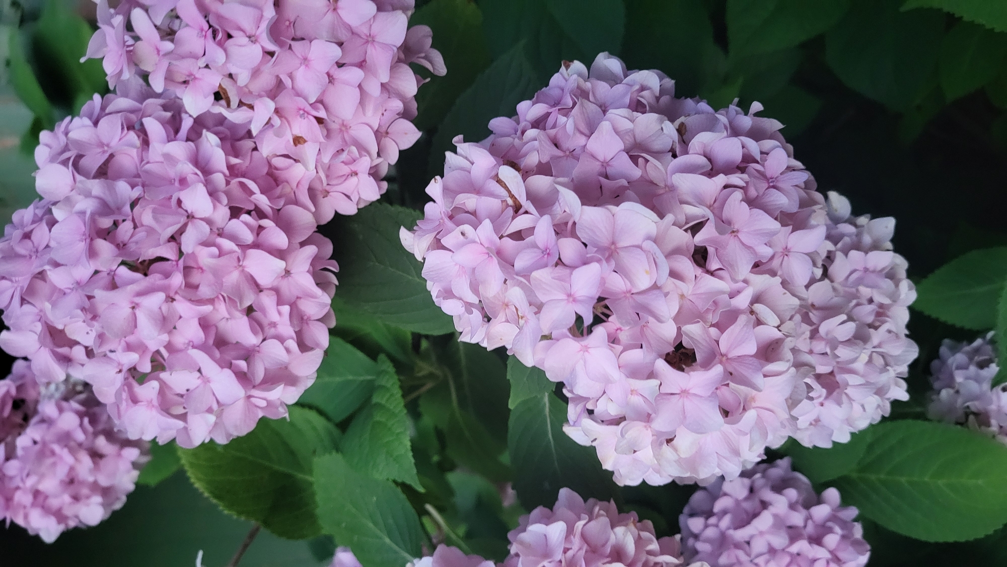 The image shows a close-up view of several clusters of light pink hydrangea flowers, with green leaves visible in the background. The flowers are in full bloom and are densely packed together. The lighting suggests it is daytime, with soft natural light illuminating the scene. There are no people or animals visible. The image is taken from a low angle, looking up at the flowers. This photograph was taken in Prešov, Slovakia, in the area of Sídlisko Sekčov.