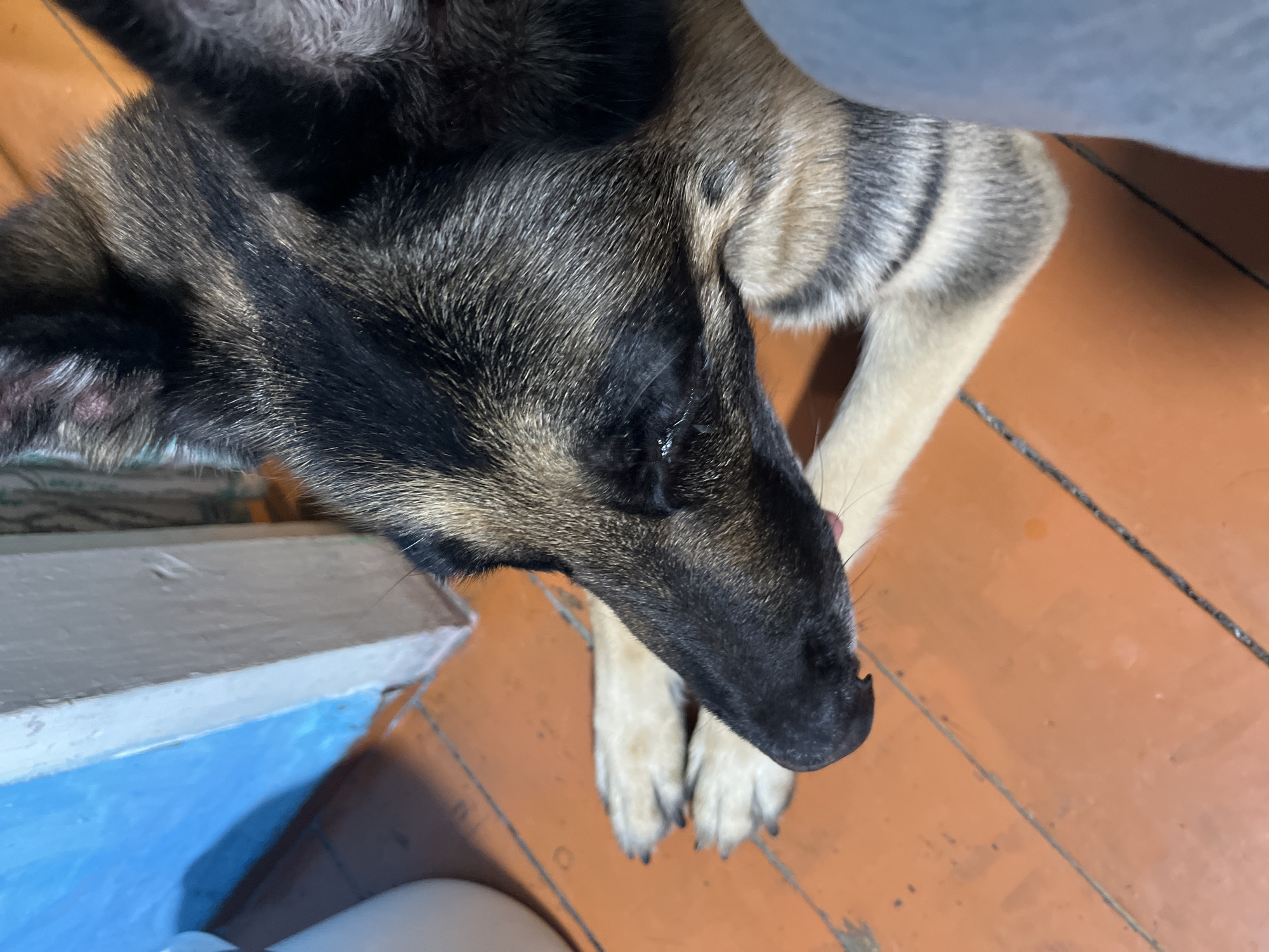 A close-up, overhead shot shows the head and front paws of a dog, likely a German Shepherd mix, resting on an orange-toned wooden floor. The dog's fur is primarily black and brown, with light-colored fur on its paws. A blue and white painted surface is visible in the lower left corner, possibly a piece of furniture or architectural detail. A light gray or white object is partially visible at the bottom center of the frame. A light-colored material is visible in the background on the top right. The scene appears to be indoors. No location information related to Nizhny Tagil, Russia, can be identified.