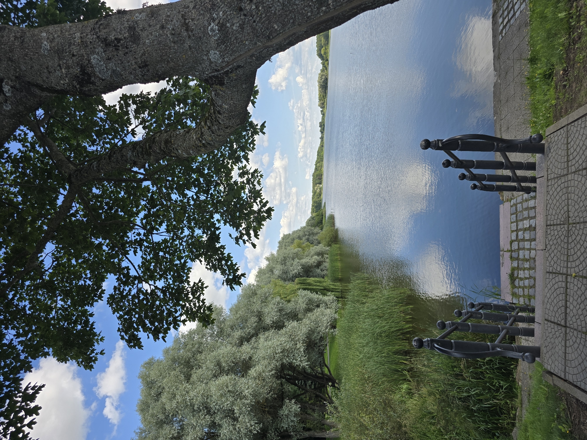 The image depicts a serene lakeside scene in Nesvizh, Belarus. In the foreground, a set of stone steps with black metal railings leads down towards the water. Lush green grass and reeds line the edge of the lake. A large, mature tree with a textured bark stands prominently on the right side of the frame, its branches extending over the scene. Across the calm, reflective water, a tree-lined shore is visible, with a clear blue sky dotted with fluffy white clouds above. The overall impression is one of natural beauty and tranquility.