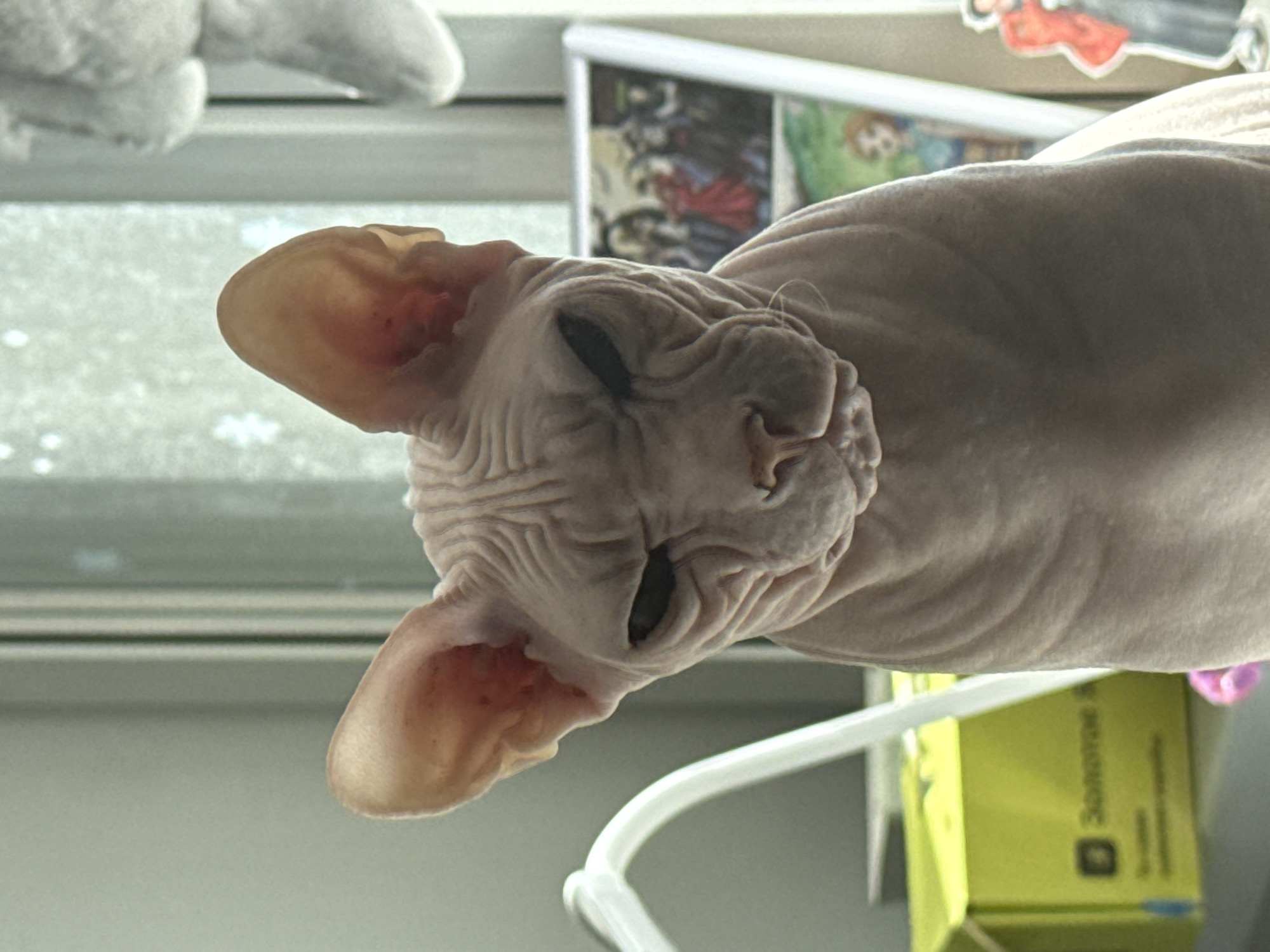 A sphynx cat with wrinkled skin and large ears sits indoors, facing forward. The cat has dark, narrowed eyes. Behind the cat, a bright yellow box with Russian text is visible on the left. To the right, there is a framed picture displaying figures, and a cutout of a person. The background appears to be a window or a light-colored wall. The scene is well-lit by natural light. The image does not provide specific information about the location within the city of Krasnoyarsk, Russia.
