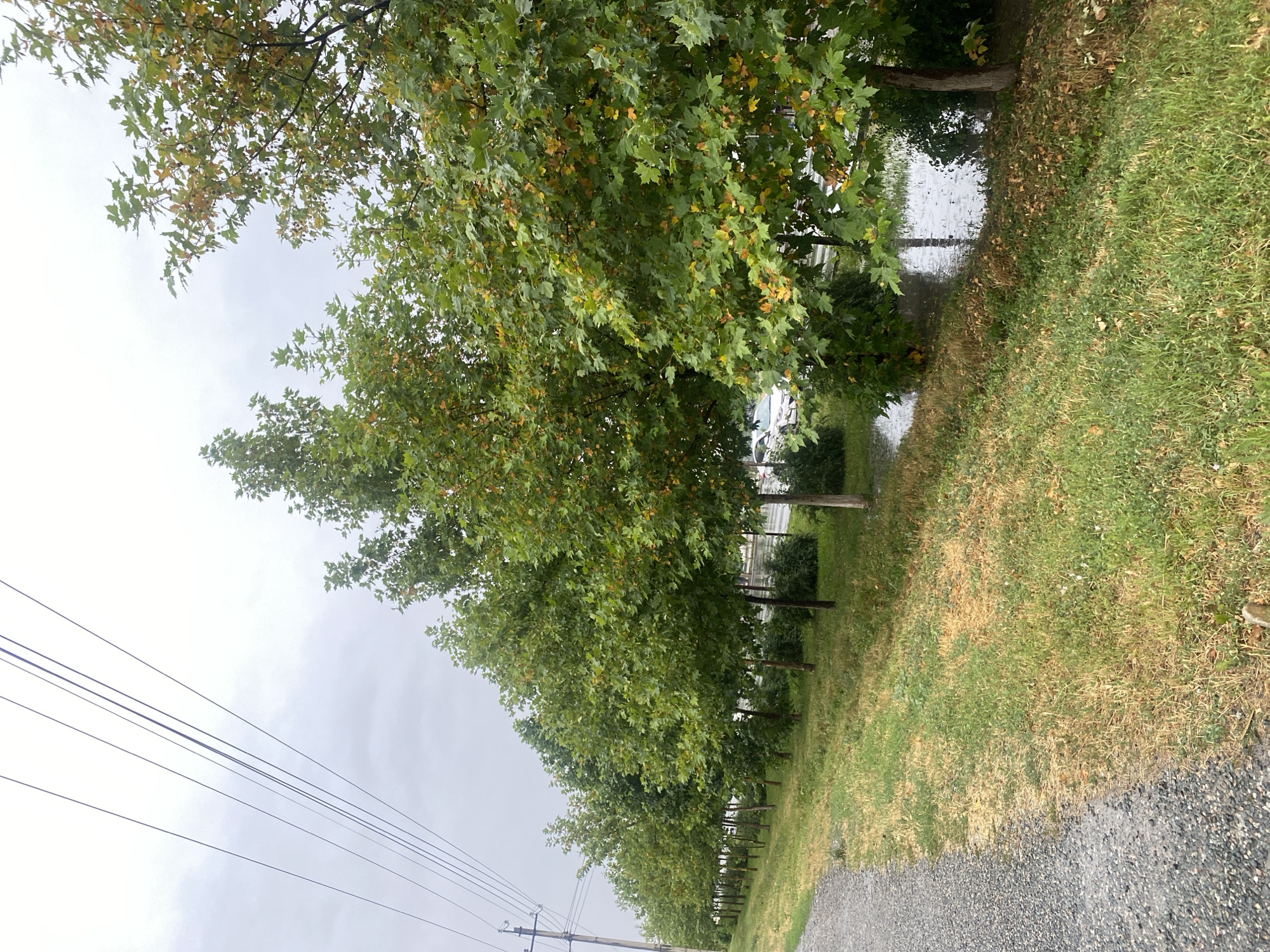 A row of young trees with green and yellowing leaves is planted along a gravel path. The trees are spaced evenly apart and appear to be deciduous, possibly sycamores, judging by their distinctive leaf shape and bark. Beyond the trees, there is a road with parked cars and a body of water on the ground, suggesting recent rain or flooding. The sky is overcast, creating a muted light. The overall scene depicts a roadside area in Bishkek City, Kyrgyzstan, likely after a rainfall.