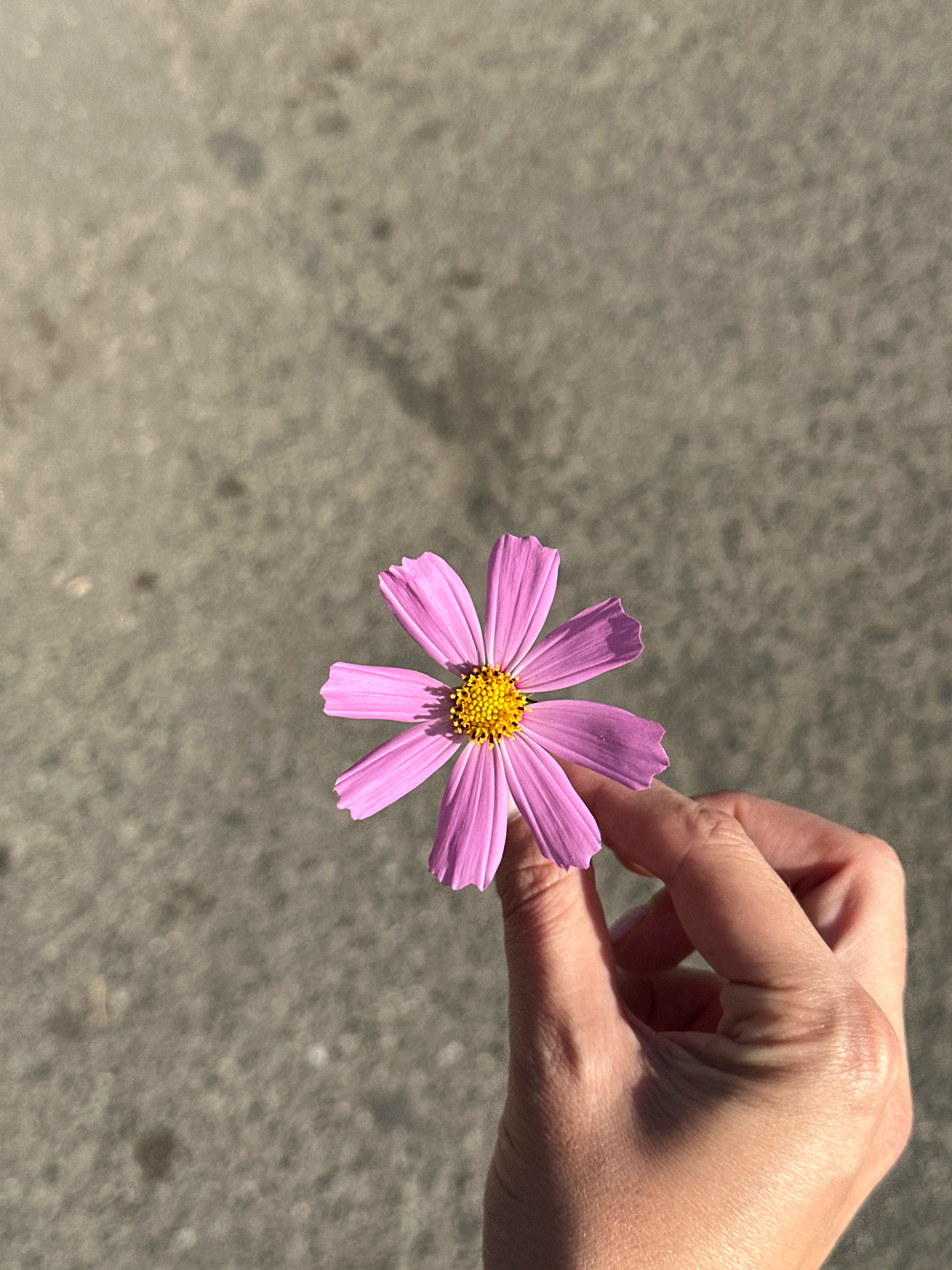 A close-up, overhead shot shows a person's hand holding a single, pink daisy-like flower with a yellow center. The hand is in the lower right quadrant of the image, with the thumb and forefinger gently supporting the stem of the flower, which is positioned in the center of the frame. The background is a textured, grey concrete surface, possibly a sidewalk or road, with subtle variations in tone and small dark spots. The lighting suggests an outdoor environment, with shadows casting a soft gradient across the concrete. The scene is devoid of any specific landmarks that would identify it as being in Gyumri, Armenia; the image focuses solely on the flower and the hand.