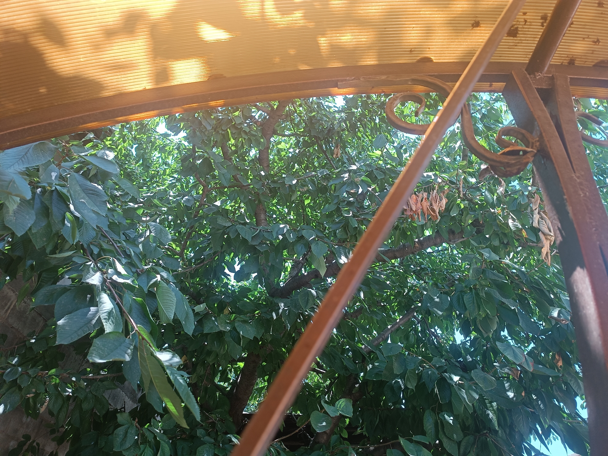 The image shows a view through a wrought iron fence and under a translucent orange canopy, looking out at a lush green tree. The tree is dense with leaves and branches, with some sunlight filtering through. The wrought iron fence has decorative scrolled elements. The translucent canopy is visible in the upper part of the image, casting shadows on the tree. The scene appears to be outdoors.