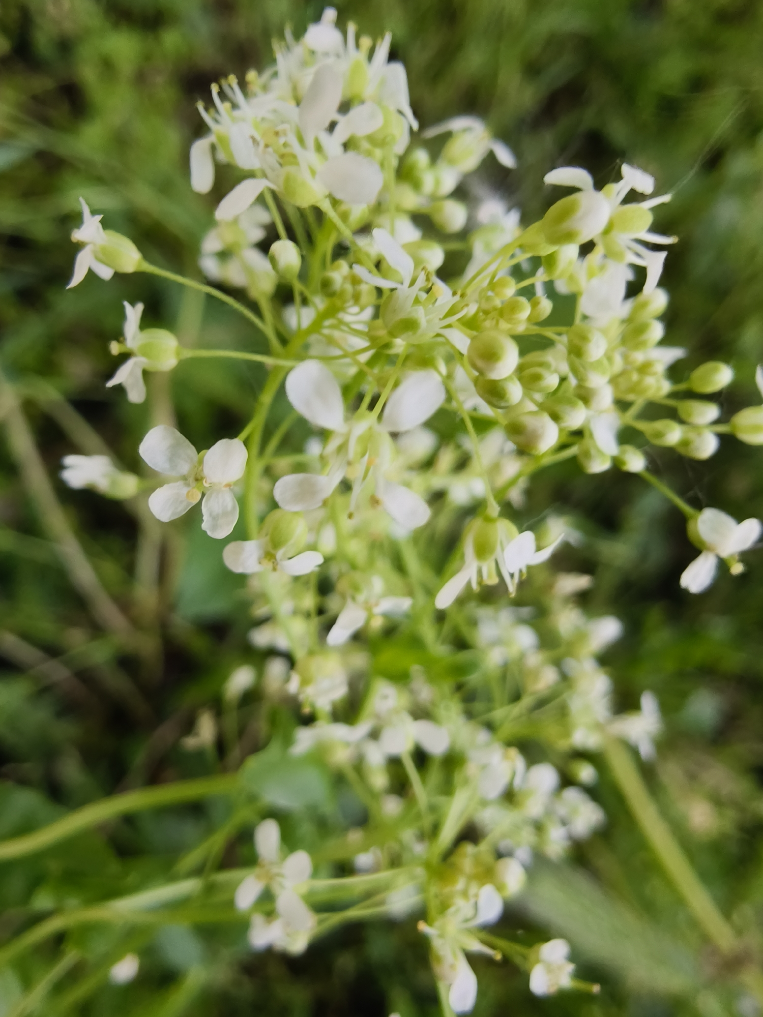 A close-up photograph depicts a cluster of small, white wildflowers blooming among green foliage. The flowers have four petals and delicate stamen. Some buds are still closed, appearing as small, green spheres. The background consists of blurred green grass and other vegetation. The location is in a natural setting. The location and setting is Kryvyi Rih, Ukraine. There are no people visible in the image. The subject is botany.
