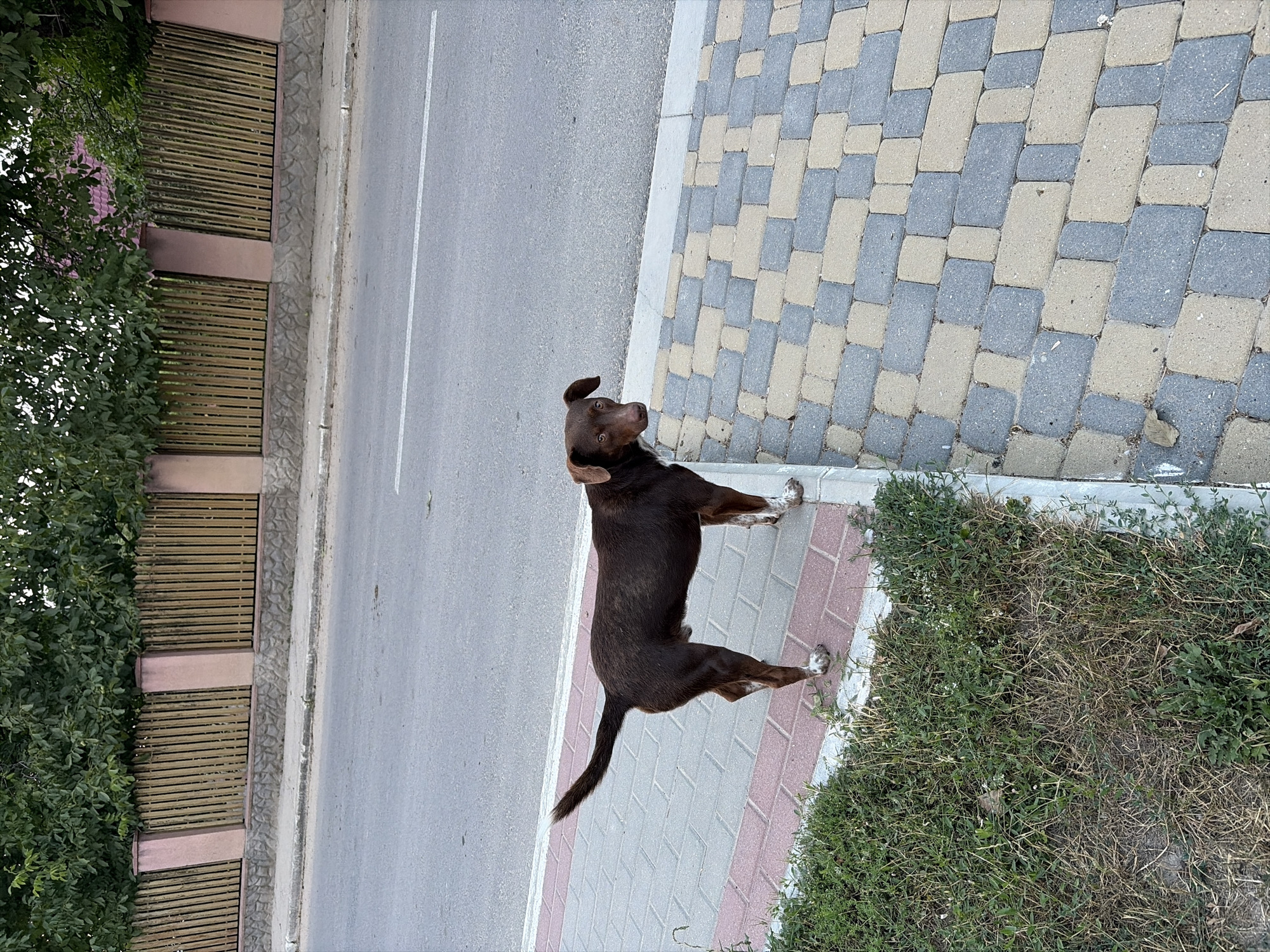 A brown dog stands on a patterned sidewalk next to a street. The dog is facing the camera, looking to the right. The sidewalk is made of alternating light brown and grey rectangular pavers. To the left of the sidewalk is a strip of green grass and weeds. The street is paved and has a white line marking its edge. Behind the sidewalk is a wooden fence with pointed tops, supported by wider concrete pillars. The fence is set on a stone base. Trees with green leaves are visible behind the fence. The overall environment appears to be outdoors in a town or city setting.