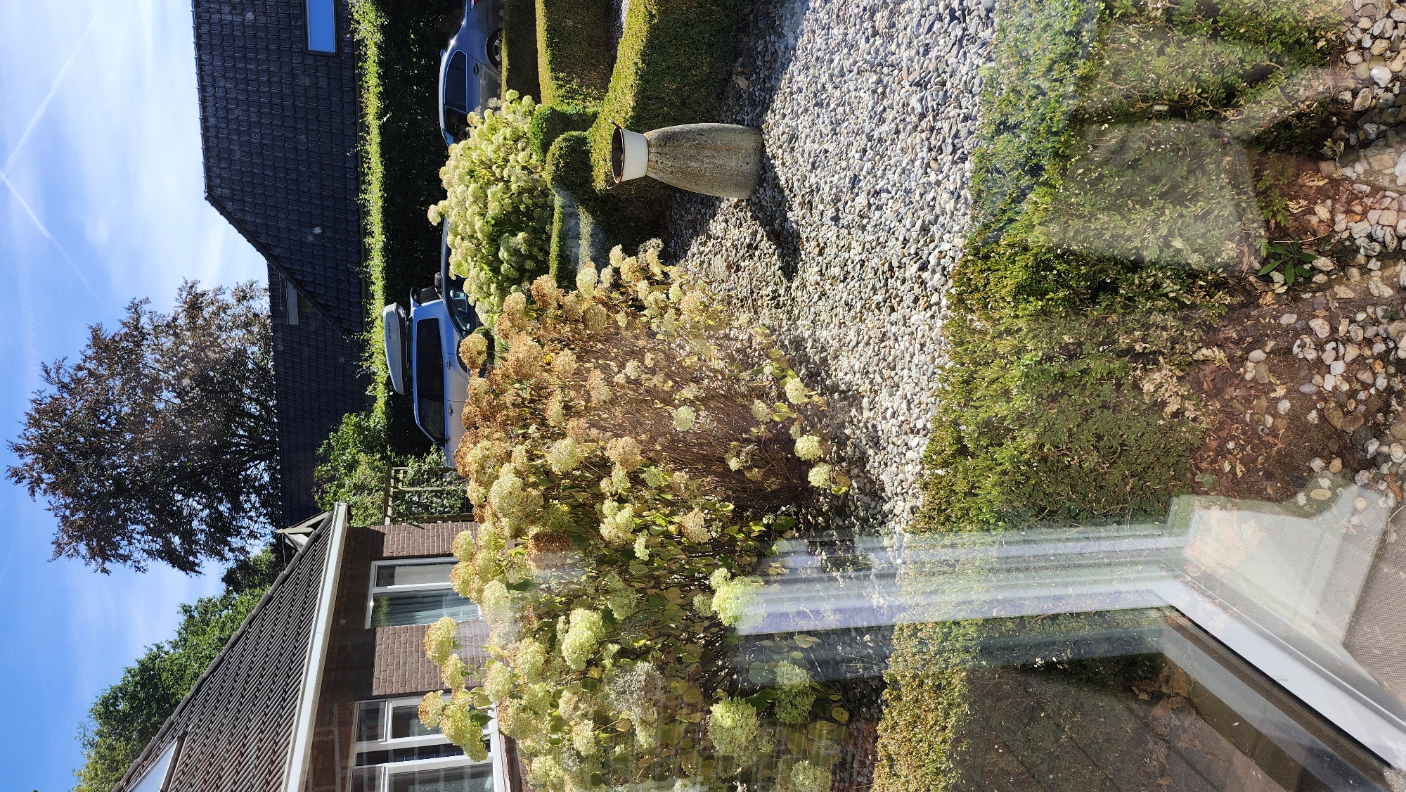 The image depicts a garden scene with a house and a street visible in the background. In the foreground, a large hydrangea bush with fading white and brown blooms dominates the view. The bush is surrounded by decorative gravel and neatly trimmed hedges. To the right, a stone planter with a white pot sits on the gravel. In the background, a brick house with a dark tiled roof is visible, along with a silver SUV with a roof box and another car on the street. The sky is blue with a few wispy clouds. The image appears to be taken from inside a building, as evidenced by reflections on a glass surface in the foreground. There are no people or animals visible in the image. This scene is likely located in a residential area of Exloo, Netherlands, given the architectural style and landscaping.