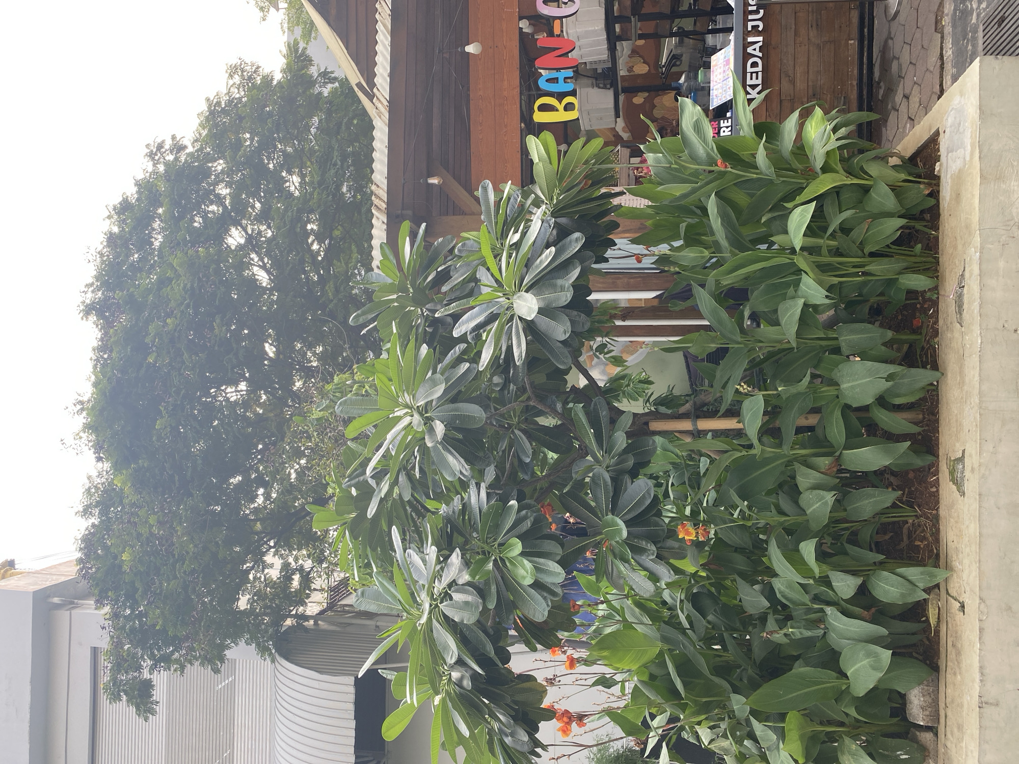 The image depicts a street-level view of a cafe or shop with outdoor seating in North Jakarta, Indonesia. In the foreground, a planter box contains lush green foliage, including tall, broad-leafed plants and a frangipani tree with its characteristic large, oval leaves. Small orange flowers are visible among the greenery.
Behind the planter, the facade of a wooden building is visible, which appears to be a cafe or restaurant. A corrugated metal roof extends over part of the establishment. Colorful, three-dimensional letters spelling out "BANGO" are mounted on the building, suggesting it is part of a business name. Some lights are visible hanging from the structure.
Further to the left, part of a light-colored building with a rolling metal shutter and an arched awning can be seen. The overall environment suggests a commercial area with vegetation providing a natural element. The sky is overcast, indicating a cloudy or hazy day. There are no people clearly visible in the frame. The lighting is diffused, and the scene appears to be captured during daylight hours.