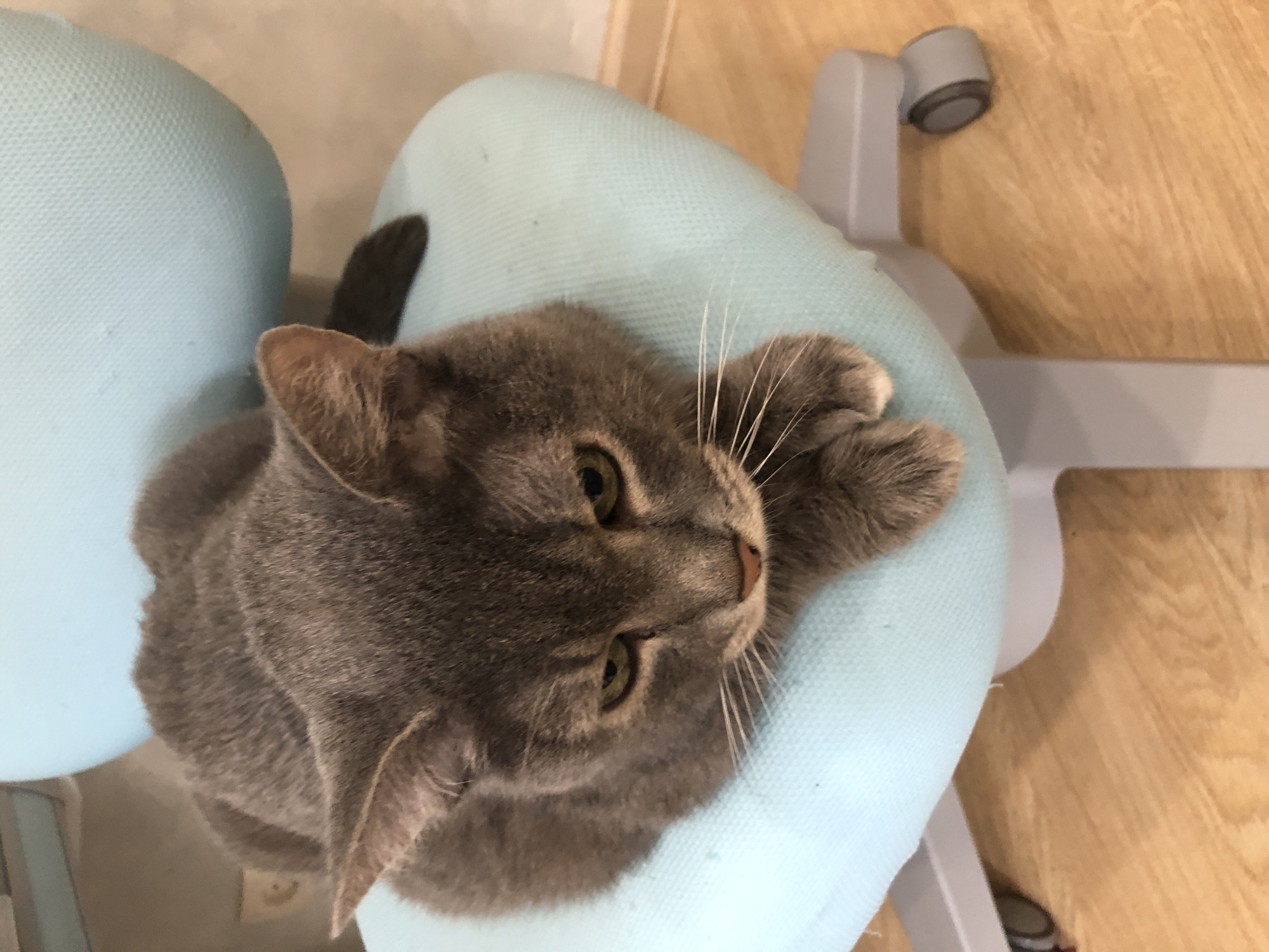 A grey cat with green eyes is lying on a light blue office chair. The cat is looking downwards, with its paws resting on the seat of the chair. The chair has a grey metal base with wheels. The background shows a light-colored wall and a wooden floor. The image appears to be taken indoors. There is no information available to determine the specific location in the city of Solikamsk, Russia.
