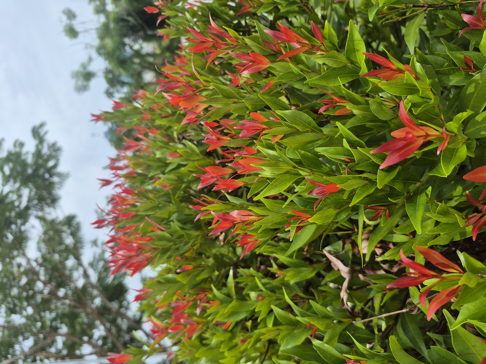 A close-up, slightly tilted, outdoor shot shows a vibrant green bush with bright red leaf tips, possibly a Syzygium oleana, in Lhokseumawe, Indonesia. The background includes blurred treetops and a cloudy sky. No people or actions are visible.