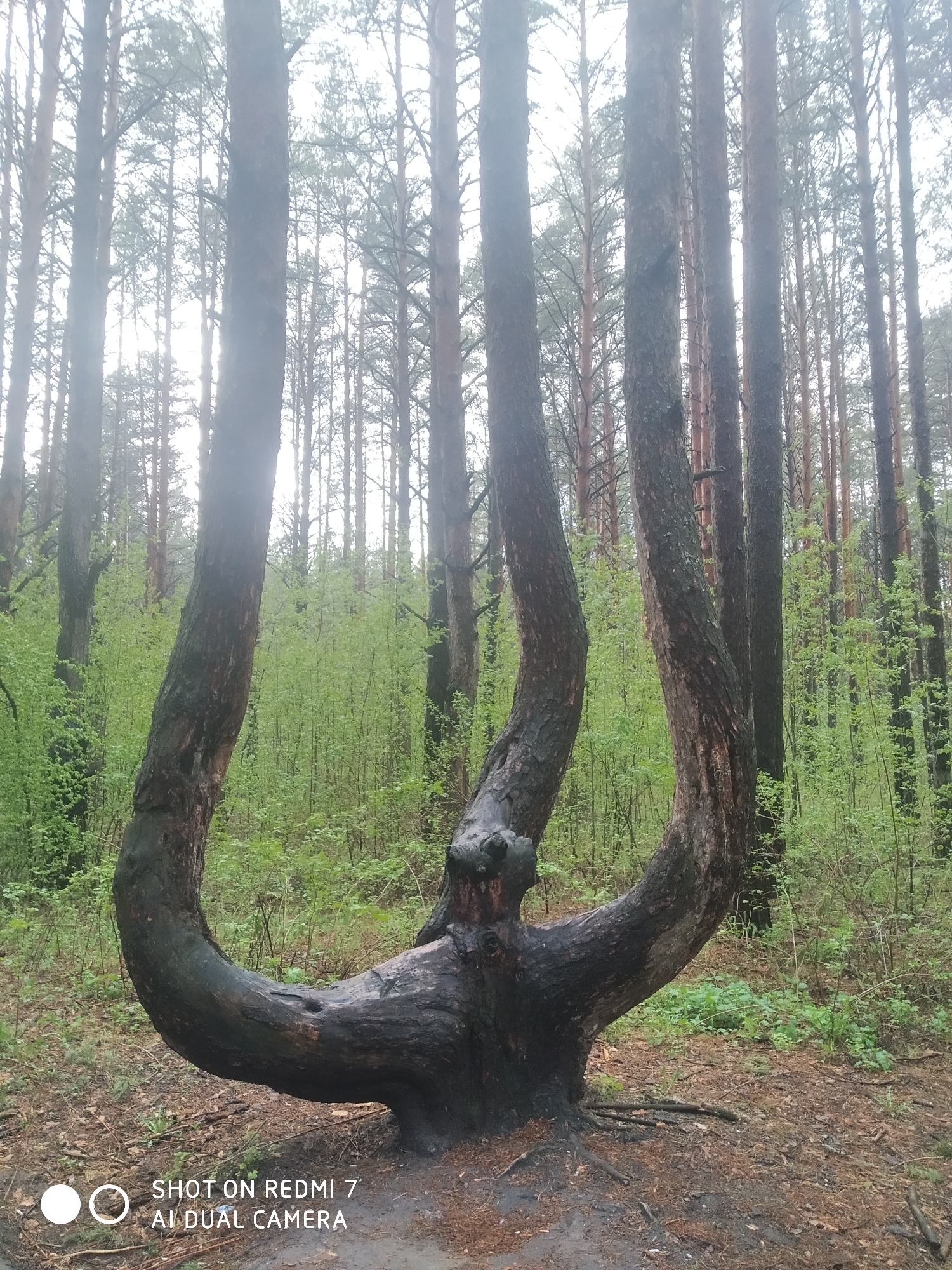 The photograph depicts a dense forest scene in Chaikovsky, Russia. The foreground is dominated by an unusually shaped tree, its trunk bending horizontally close to the ground before rising again vertically, effectively forming a "U" or horseshoe shape. The bark of this tree appears dark, possibly due to moisture or charring. The surrounding forest consists of numerous tall, slender trees with light-colored bark extending vertically towards the sky. In the midground, there's an undergrowth of green shrubs and foliage. The ground is covered with leaf litter, fallen needles and damp earth. The lighting suggests an overcast day, with soft, diffused light filtering through the trees. The camera imprint indicates that the picture was taken using a "Redmi 7 AI Dual Camera".