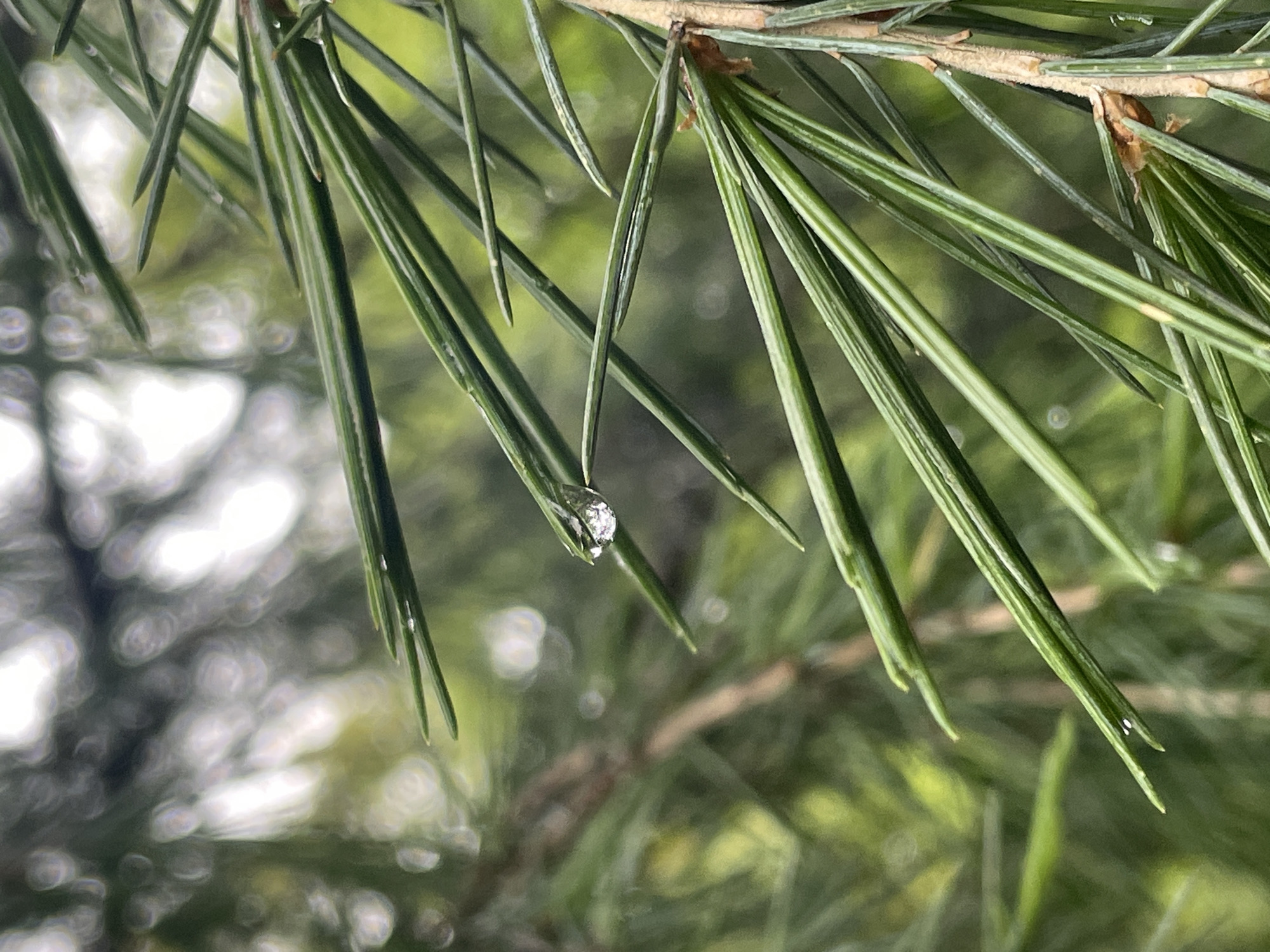 The image shows a close-up of green pine needles with a single water droplet clinging to one of them. The background is blurred, showing hints of a forest environment with bokeh effects. There is no visible indication of the city of Sochi, Russia, or any people, subjects, objects, actions, or interactions beyond the presence of the pine needles and the water droplet.