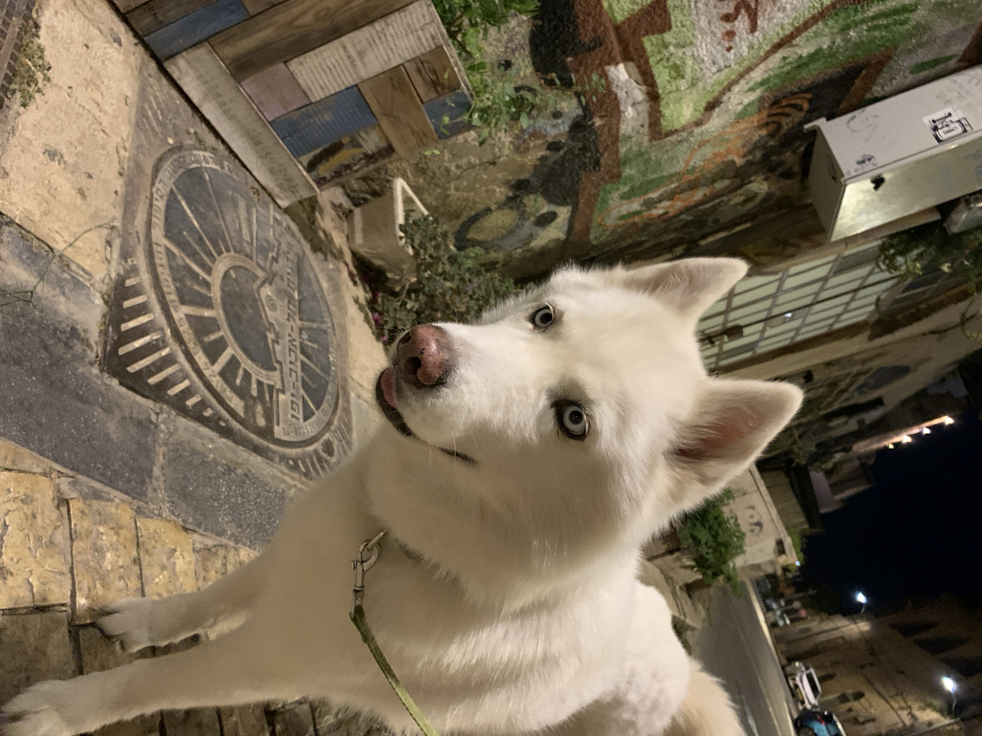 A white dog with blue eyes is on a leash on a city street, likely in Tel-Aviv, Israel. A decorative circular pavement tile with writing is in the foreground, next to a wall that has mosaic art. The scene is likely taken during the evening or at night. Streetlights and city buildings are in the background.