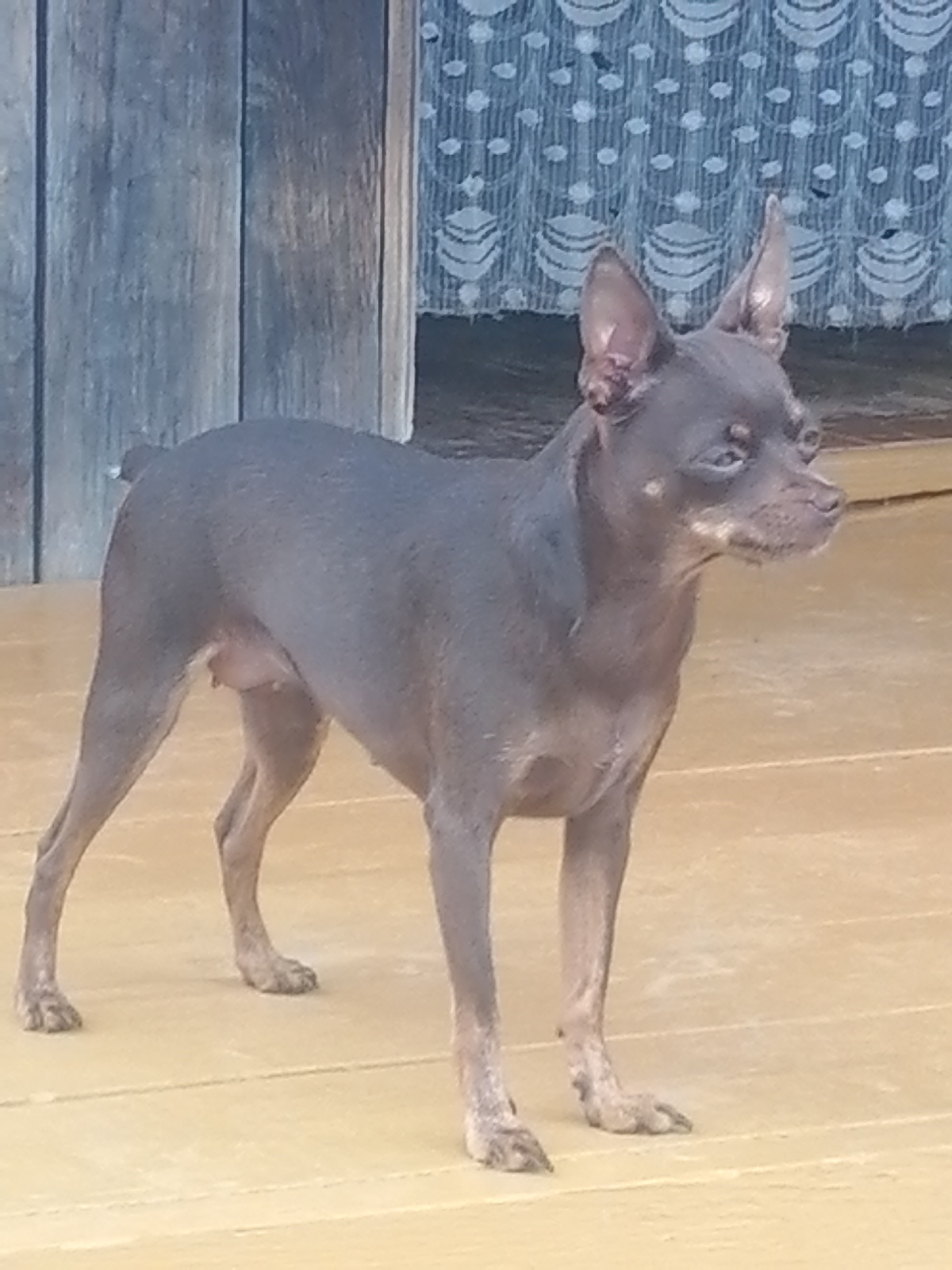 An adult, short-haired, lean dog stands on a light brown wooden deck. The dog is dark gray with lighter tan markings on its muzzle and around its eyes. It has large, erect ears and a slender tail. The dog is facing to the right, with its head turned slightly toward the camera. In the background, a wooden wall is visible on the left, and a blue and white patterned curtain hangs on the right. The scene appears to be outdoors, possibly on a porch or patio. The location is identified as Novopokrovka, Russia.