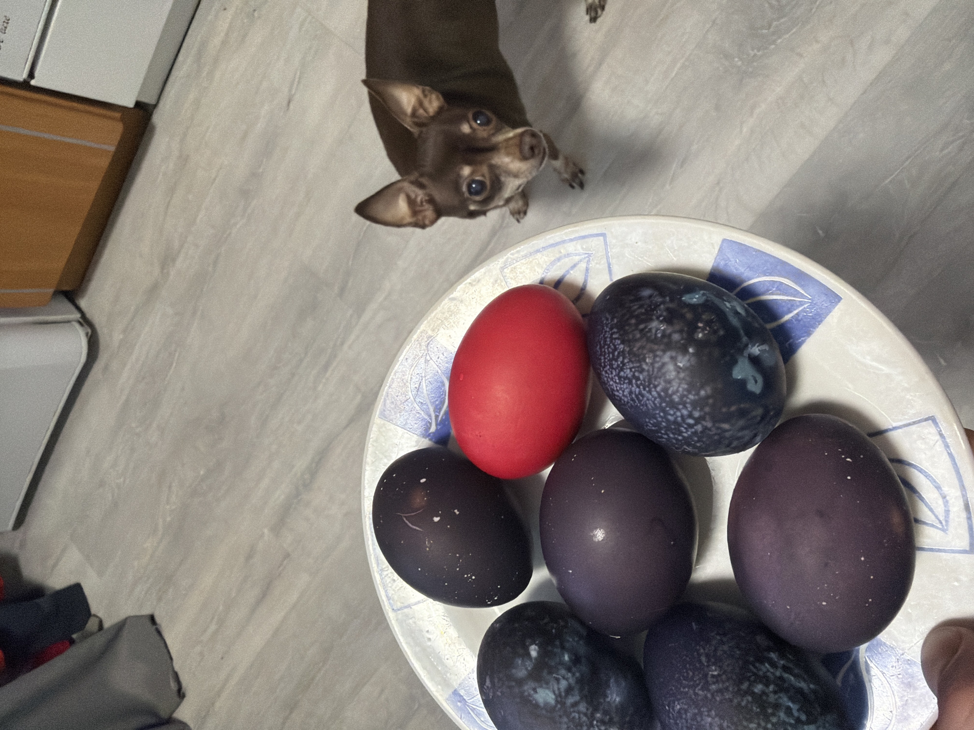 A close-up, high-angle shot shows a small brown chihuahua dog looking up at a plate containing several colored eggs. The plate is white with a blue pattern around the rim. The eggs are various shades of blue, purple, and one is bright red. The scene is indoors, with a light-colored patterned floor in the background. Part of a cabinet or other furniture is visible on the left. The location cannot be determined to be in Saint Petersburg, Russia, from the provided image.