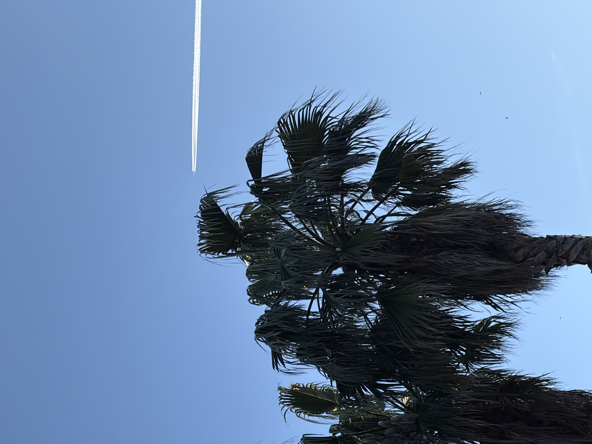 A low-angle shot captures the dramatic silhouette of a palm tree against a vast, clear blue sky. The dark, fanned fronds of the palm tree dominate the right and lower portions of the frame, appearing to be swept and ruffled, suggesting a breezy day.
In the upper left quadrant of the sky, a long, white contrail from an airplane diagonally traverses the blue expanse. Two tiny, dark specks, possibly birds or distant objects, are visible against the sky in the upper right area, above the palm fronds. The bright and uniform blue hue of the sky indicates a sunny daytime scene with excellent visibility.
The image portrays a serene natural setting, characteristic of warm, possibly coastal regions such as Budva, Montenegro. There is no discernible text present in the media file.