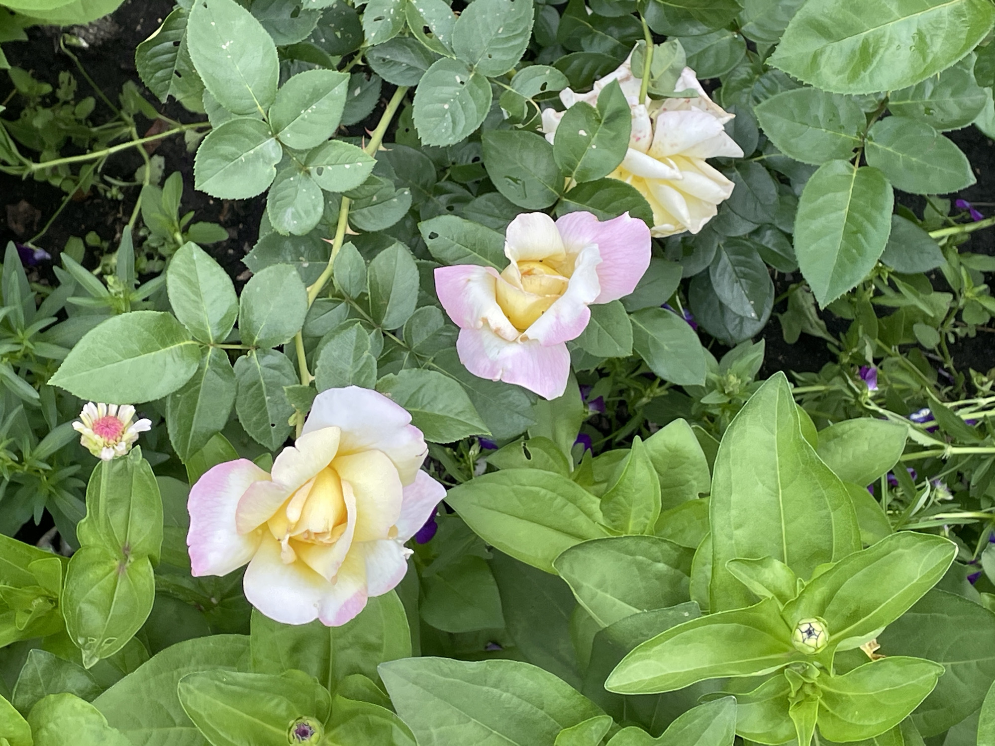 This is a top-down, medium shot of roses and greenery in a garden in Petrushenko, Russia. The roses are a mix of creamy yellow and pale pink. One rose is in full bloom in the upper left, with another in full bloom in the center. A third rose, also in full bloom, is partially visible in the lower right. A rosebud is visible in the lower left. The roses are surrounded by lush green leaves and some small purple flowers. The background is dark soil and more green foliage. No people are present. The lighting suggests it is daytime.