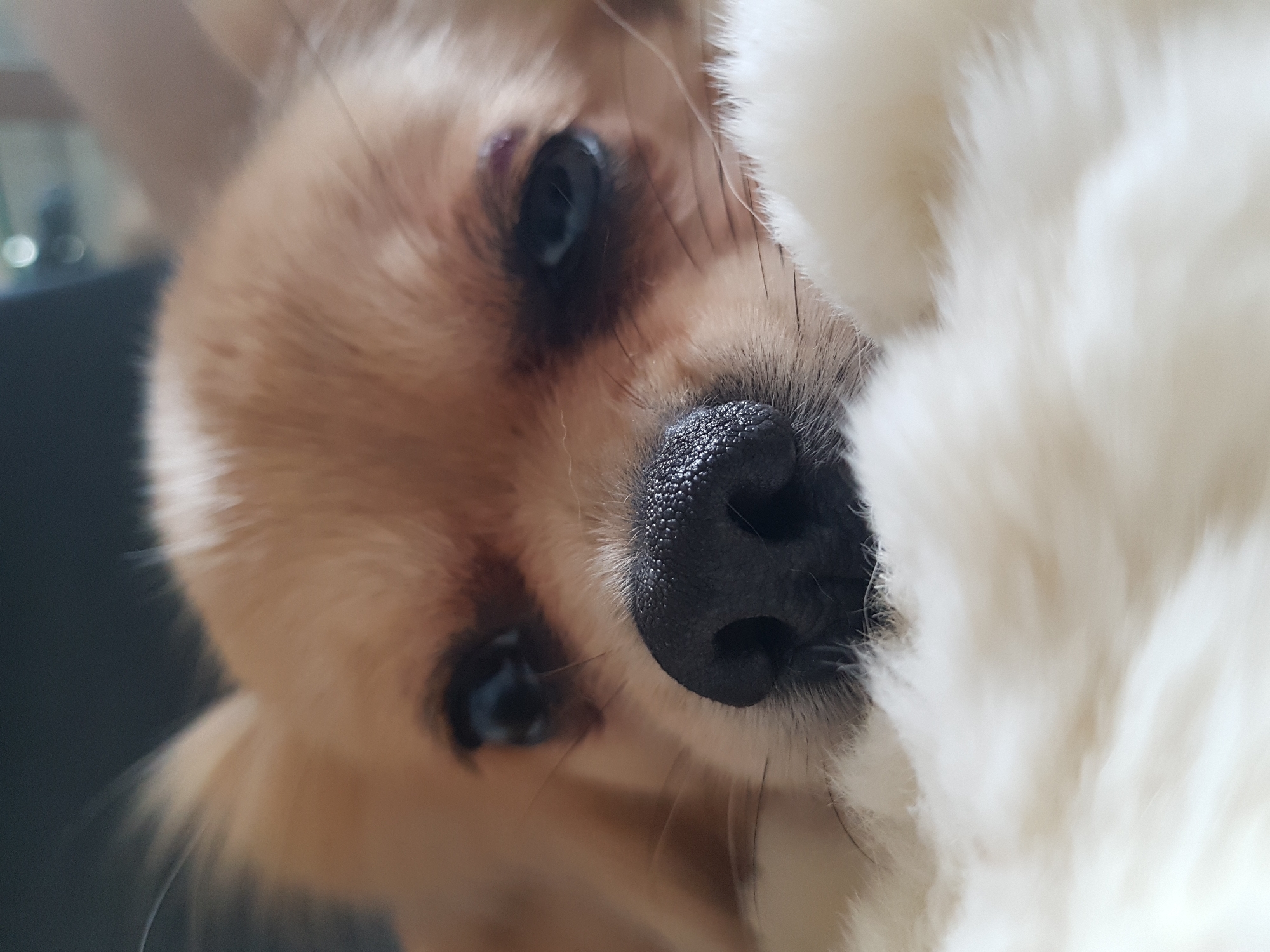 A close-up, high-angle shot captures the face of a small, light-brown and white dog, possibly a Chihuahua, peeking from behind a plush, cream-colored blanket or fur. The dog's head is tilted, presenting its features prominently. Its large, dark eyes convey an alert and curious expression. The textured, black nose is a central focal point, surrounded by short whiskers. The fur on its face transitions from light brown to a lighter, creamy white around its snout and jawline. There is a subtle reddish-purple discoloration or mark visible above its left eye. The background is softly blurred, suggesting an indoor setting with diffused light sources on the left side. No text is visible in the image. The dog appears cozy and observant.