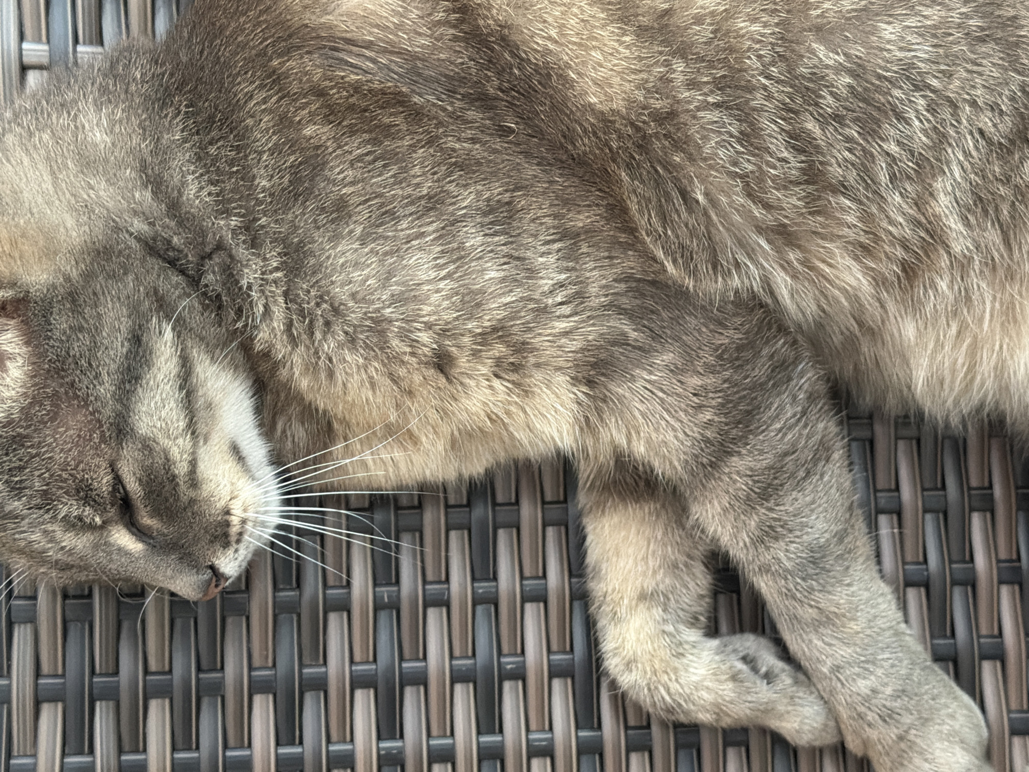 The image shows a close-up of a tabby cat resting on a woven surface. The cat is lying on its side, with its eyes closed. Its fur is a mix of brown and grey stripes, and its white whiskers are prominent. The woven surface appears to be made of dark and light brown plastic or wicker. The lighting suggests it is daytime, with sunlight illuminating the cat's fur. There is no indication of the city of Prosena, Bulgaria, in the image.
