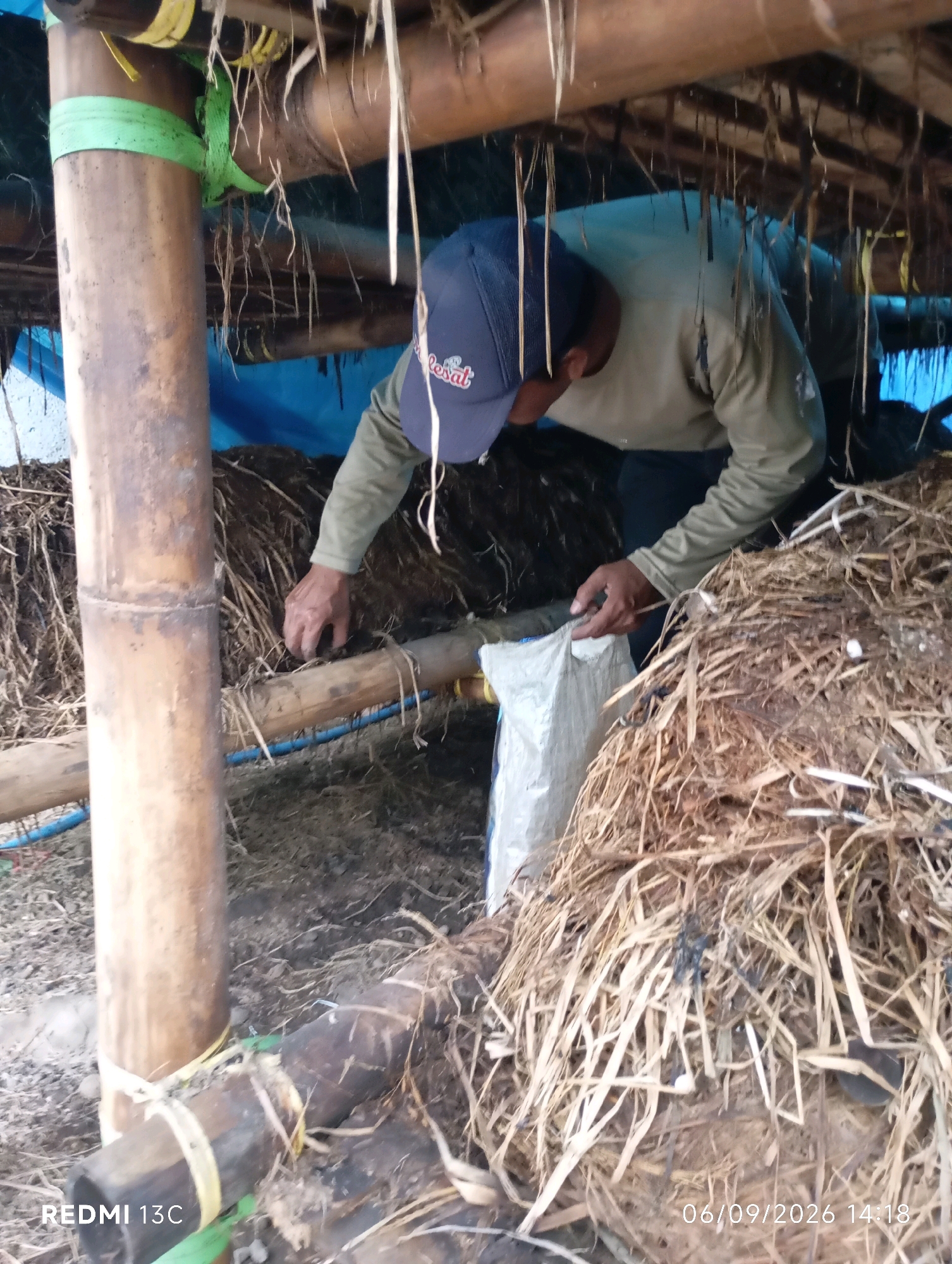 A man wearing a blue baseball cap and a long-sleeved shirt is seen bending over under a rustic bamboo structure covered with a blue tarp. He is holding a white bag in his hands, appearing to be interacting with a pile of dried grass and organic material. The scene suggests an outdoor setting, possibly a farm or agricultural area in Rambipuji, Indonesia, given the presence of bamboo construction and natural elements. The ground is covered with dirt and debris, and overhead, dried plant matter hangs down. The man's action of holding the bag implies he is either collecting or distributing something from the pile of organic matter. The overall impression is one of agricultural work or processing.
