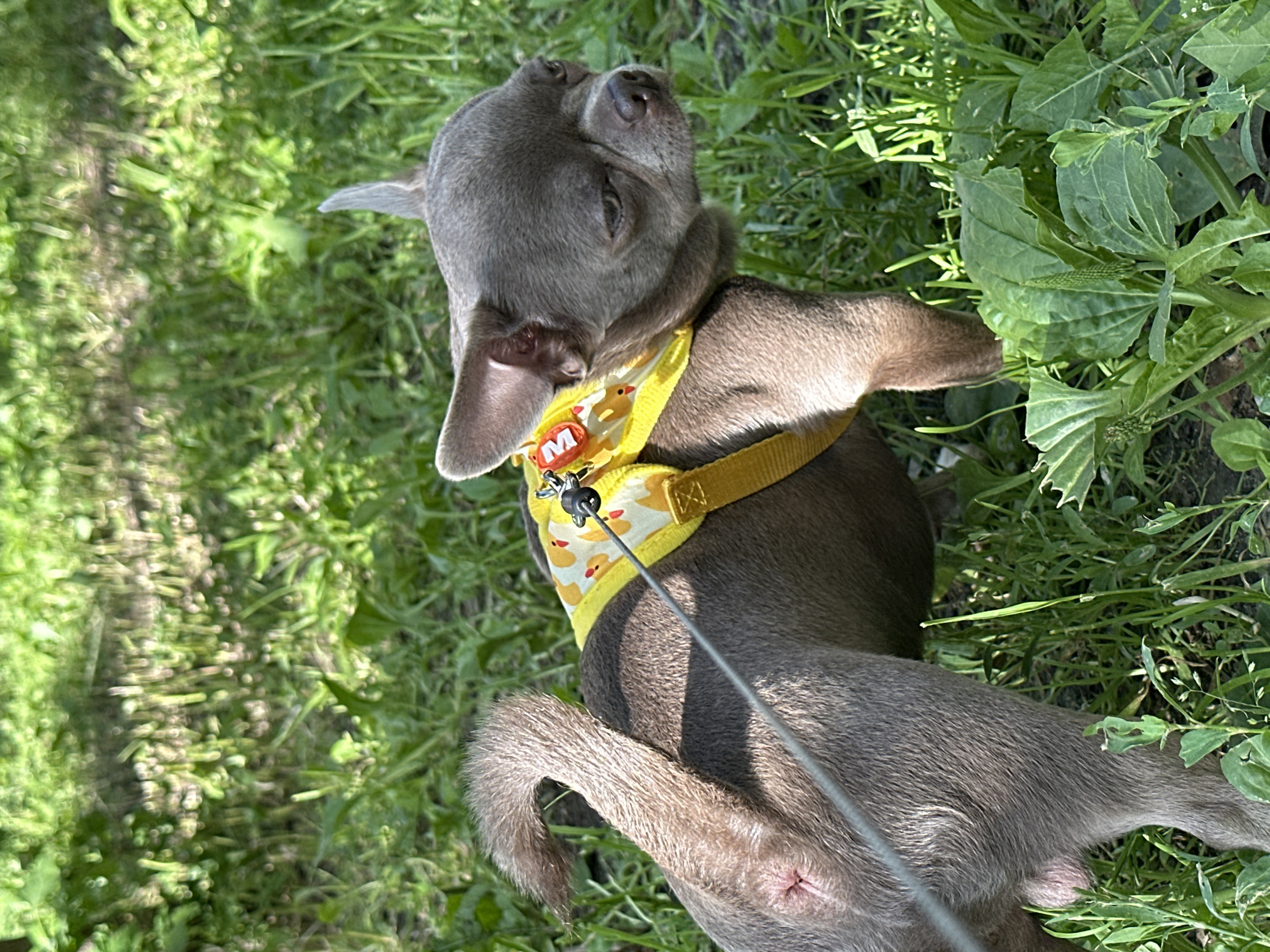 A small, grey-brown Chihuahua wearing a yellow harness with a pattern of yellow ducks is standing in green grass. The dog is facing to the right, with its head slightly lowered and its eyes looking to the side. The dog's tail is curled upwards. A thin grey leash is attached to the harness and extends to the left, out of frame. The background is a blur of green foliage, suggesting an outdoor setting. The image appears to be taken in natural light on a sunny day. There is no identifiable indication of the specific location within Kyiv, Ukraine.