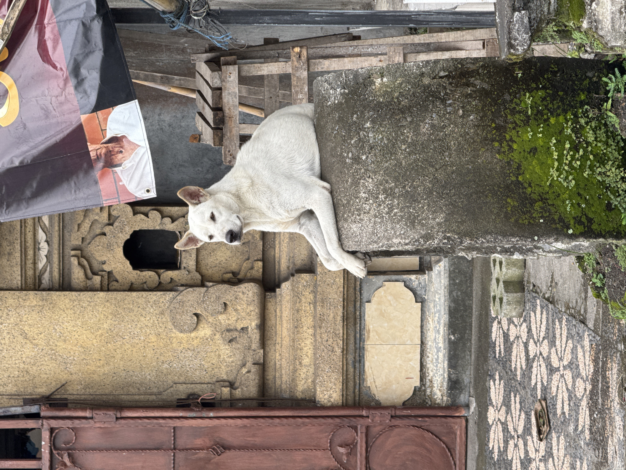 The image captures a white-furred dog resting on a concrete ledge or pillar in what appears to be an urban or semi-urban outdoor setting, likely an alleyway or building exterior in Kediri, Indonesia. The dog is the central subject, lying on its side with its head and front paws resting on the rough concrete surface, looking directly at the viewer with calm, dark eyes.
Behind the dog, the scene is rich with varied textures and architectural elements. To the left, a large banner or flag is partially visible, displaying yellow text (a prominent 'O' and part of another letter like 'G' or 'S') on a dark background. An image of a man is printed on the banner; he is bald, with brown skin, dressed in white, and performing a hand gesture that could be a greeting or prayer, set against a background of reddish-brown tiles.
Further into the background, stacked wooden pallets or crates are visible. The wall behind the dog features intricate, light-colored carved stone details and a dark opening, possibly a window or niche. Below this, a reddish-brown metal gate with circular patterns can be seen. On the opposite side of the dog, a concrete wall is heavily covered in vibrant green moss and small plants, indicating a humid environment. Another section of the wall features a patterned mosaic-like texture with light, organic shapes on a darker background. The lighting is soft and diffused, suggesting an overcast day or a shaded area. The overall impression is one of a quiet, somewhat weathered but characterful location.