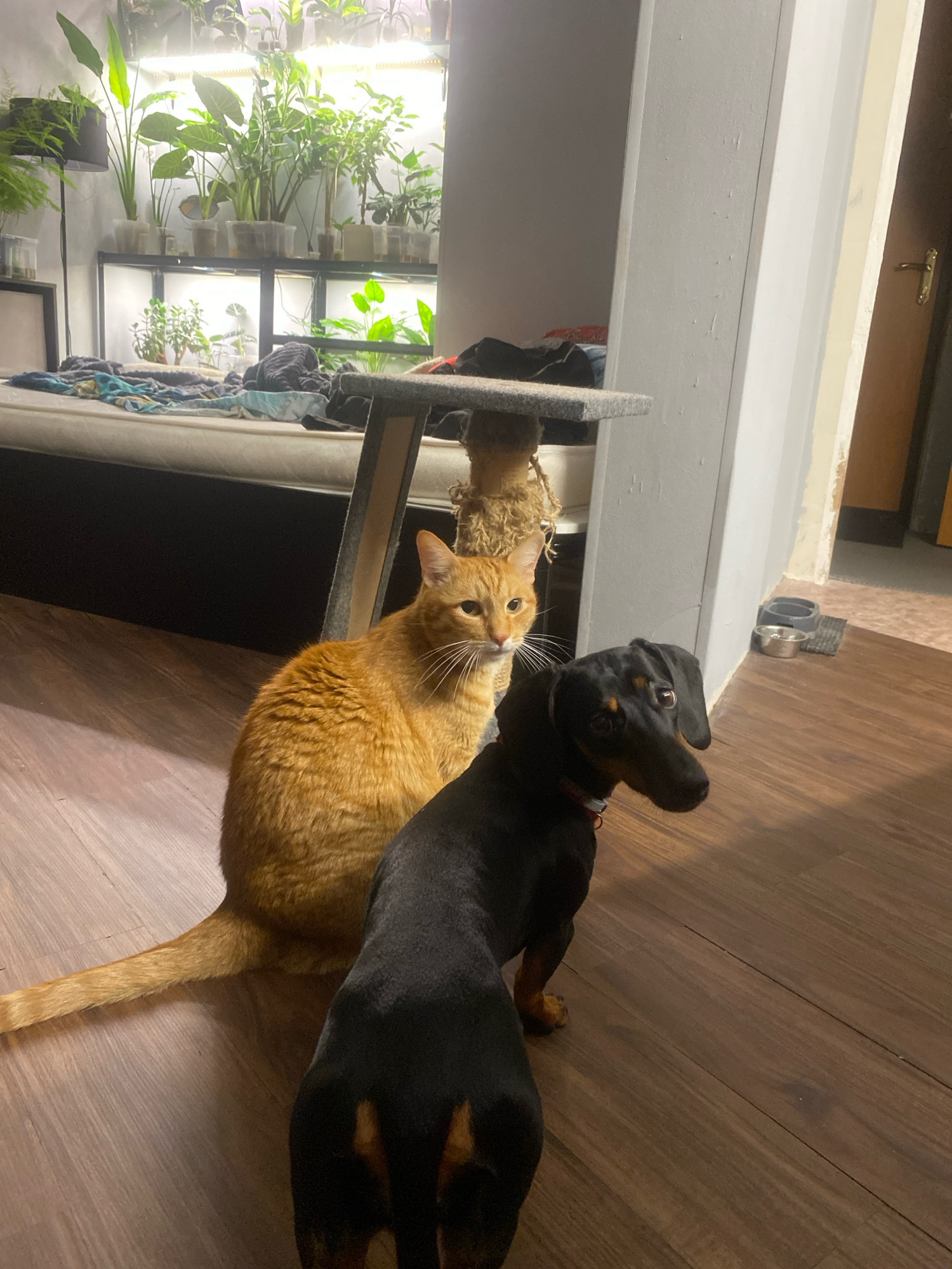 The image captures an indoor scene, likely a living space, given the presence of a bed with blankets and a cat tree. In the foreground, an orange tabby cat is seated on a wooden floor, looking towards the right of the frame. Beside and slightly in front of the cat is a black and tan Dachshund, also on the floor, with its head turned towards the right. Behind the animals, a portion of a bed is visible, covered in various blankets and fabric. To the left and in the background, a collection of potted plants is illuminated by artificial grow lights, arranged on shelves. A tall lamp is also present in the left background. The overall environment appears to be a domestic setting with natural elements. There is no discernible indication of the specific location within the city of Zarechny, Russia.
