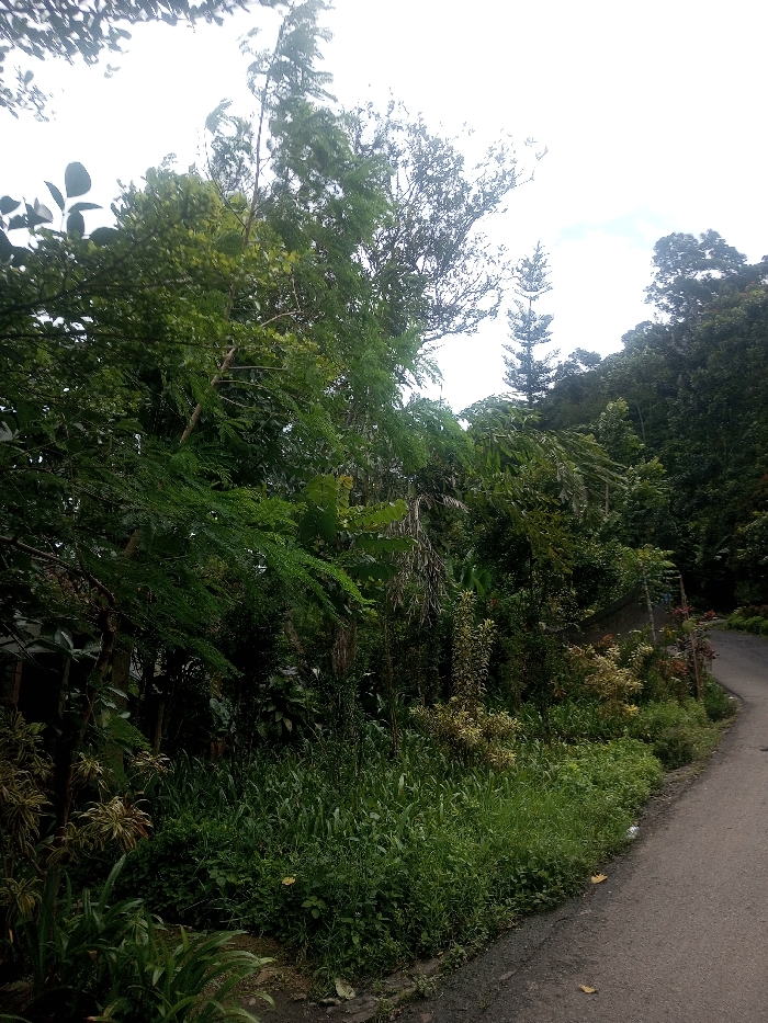This image depicts a segment of a paved road bordered by dense, multi-layered vegetation, located in Sarwahi Mal., India. The dark gray asphalt road curves gently uphill and to the right, appearing as a single lane. To the left of the road, an unkempt embankment supports a thick expanse of green foliage. This vegetation includes numerous tree species of varying heights and leaf structures, such as tall, slender trees with light green, finely divided leaves, broader trees with darker, ovate leaves, and a distinct tall, slender conifer-like tree visible against the bright, overcast sky in the upper-right portion of the frame. The undergrowth at the immediate roadside consists of dense green grasses, shrubs, and other plants, some displaying lighter green or yellowish variegation. The sky, visible at the top, is a uniform bright white, indicative of diffused light. No individuals, animals, or specific man-made structures are present within the observable scene.