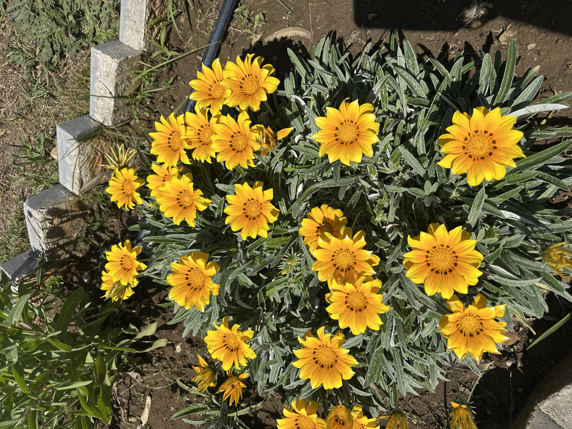 A patch of yellow Gazania flowers blooms in a garden setting, likely in Donji Štoj, Montenegro. The flowers are in full bloom with a distinctive dark spot pattern near their centers. The surrounding foliage is gray-green and linear. The flowers are planted in a well-maintained garden bed with dark soil. Part of a concrete border or edging is visible on the left, near some green grass. A dark hose lies on the soil between the flowers and the border. The image is taken from an overhead perspective. The light is bright, casting shadows.